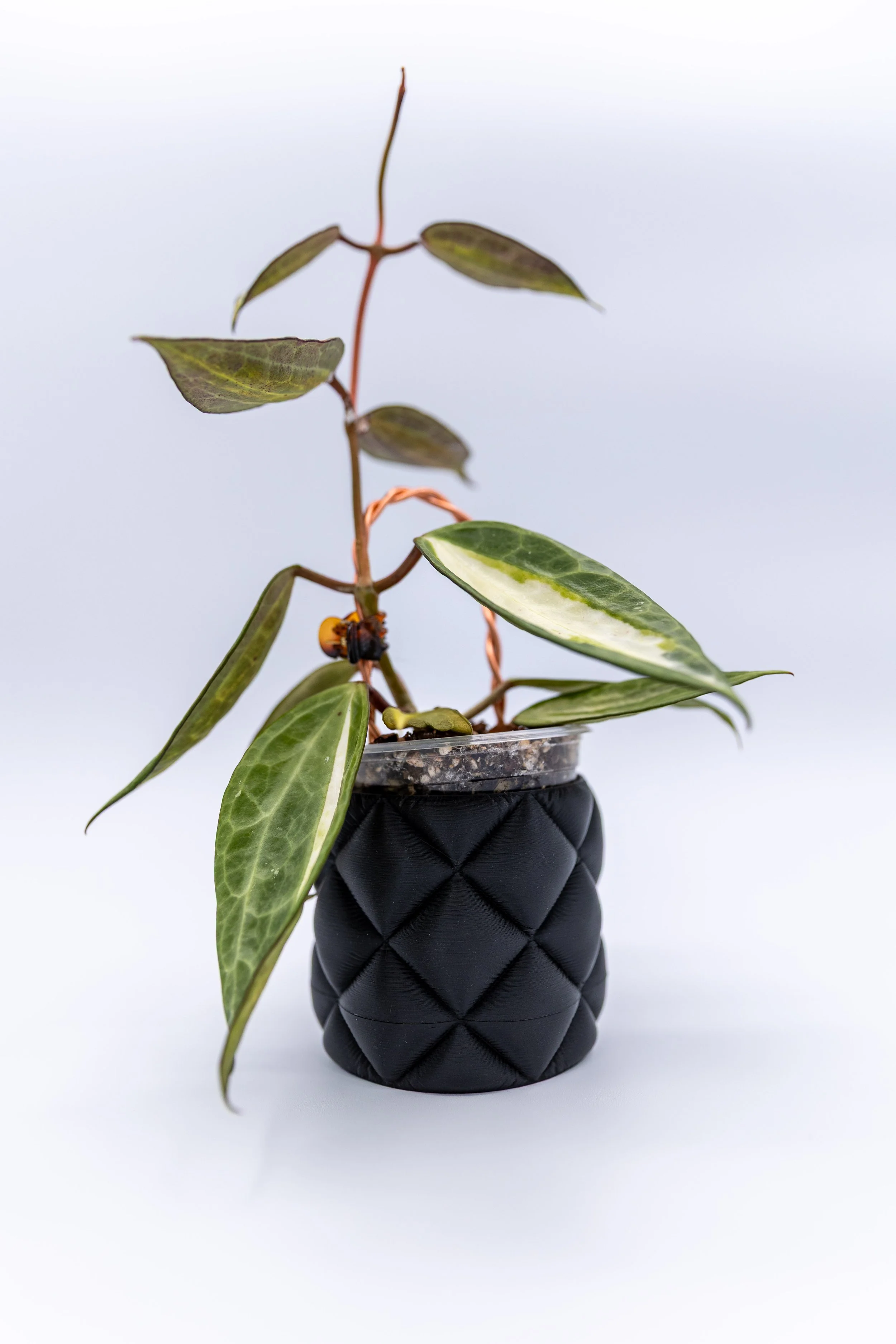 Side view of the Daybreak Planter with variegated foliage showing detail and depth. (Copy) (Copy)