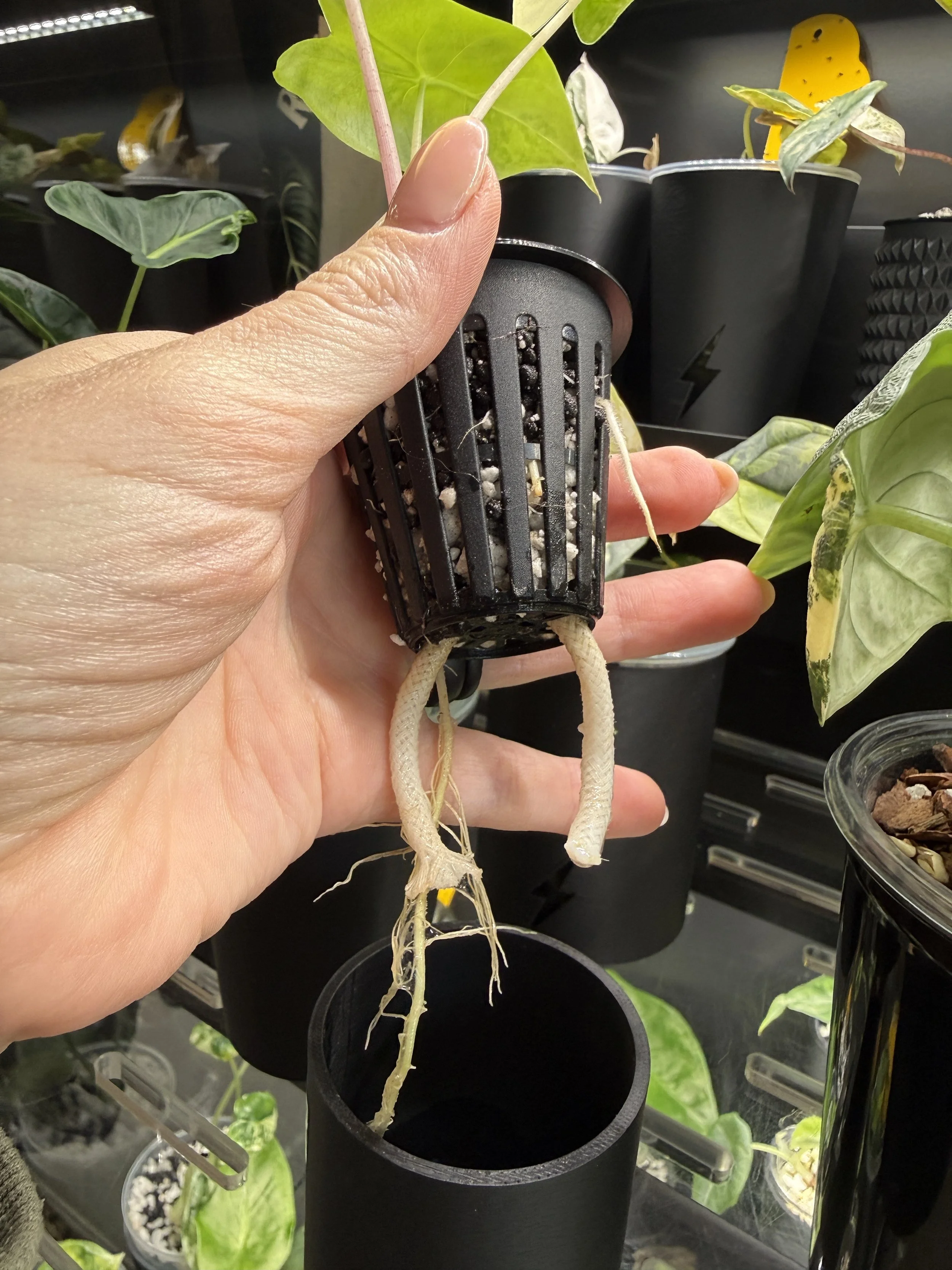 Hand holding net cup with plant roots showing inside 2 inch smooth cache cup system.