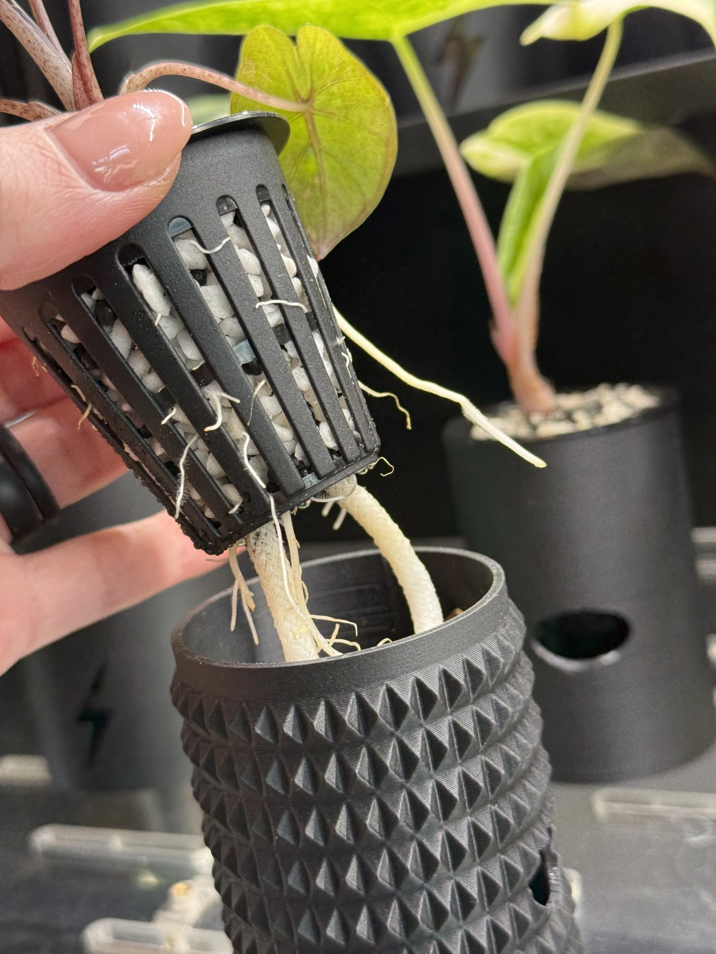 Net cup with plant roots being lifted from spikey cache cup showing wick watering system.