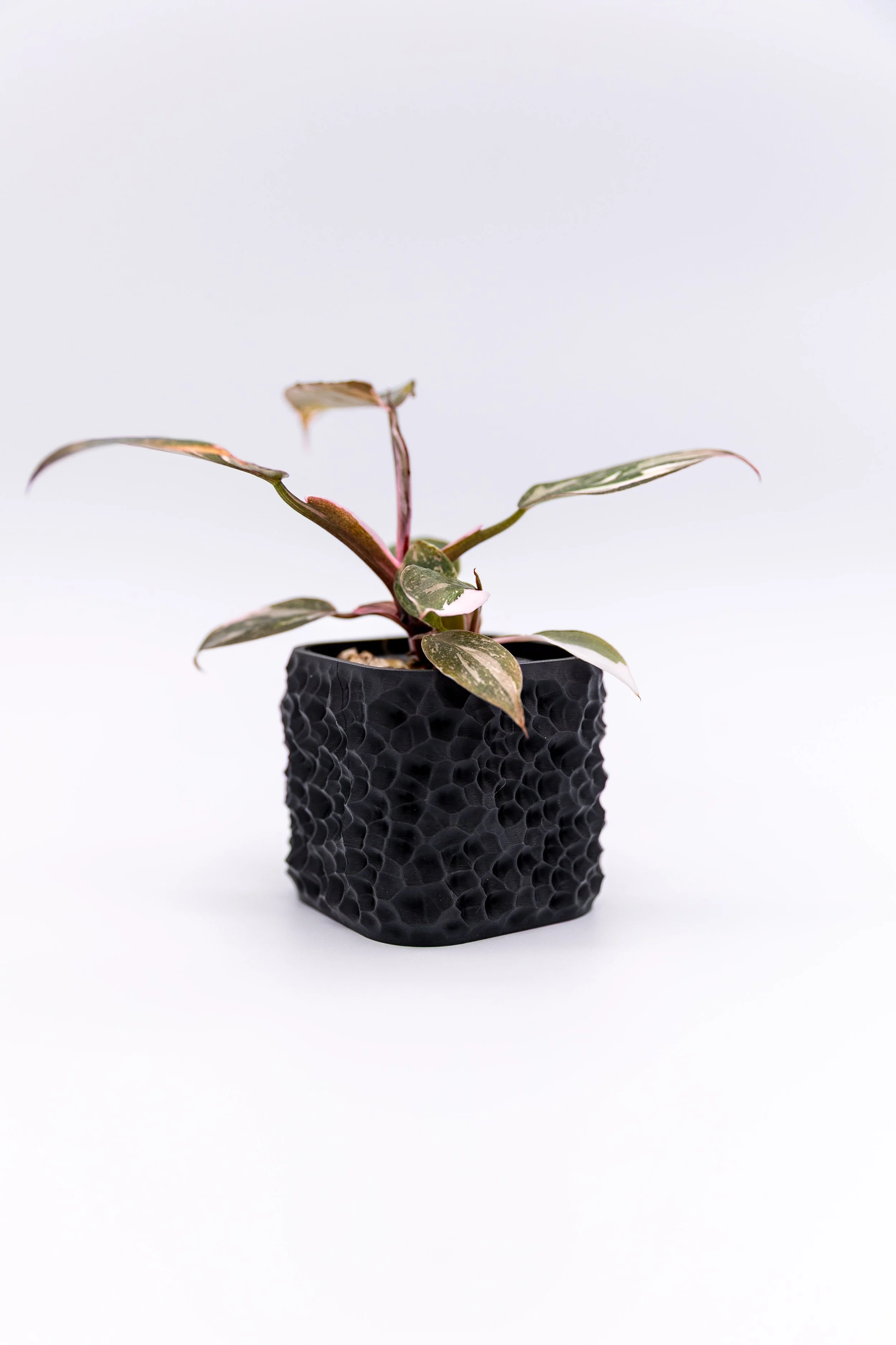 The Faultline Planter – Decorative | Cracked-Earth Indoor Planter (No Drainage)
