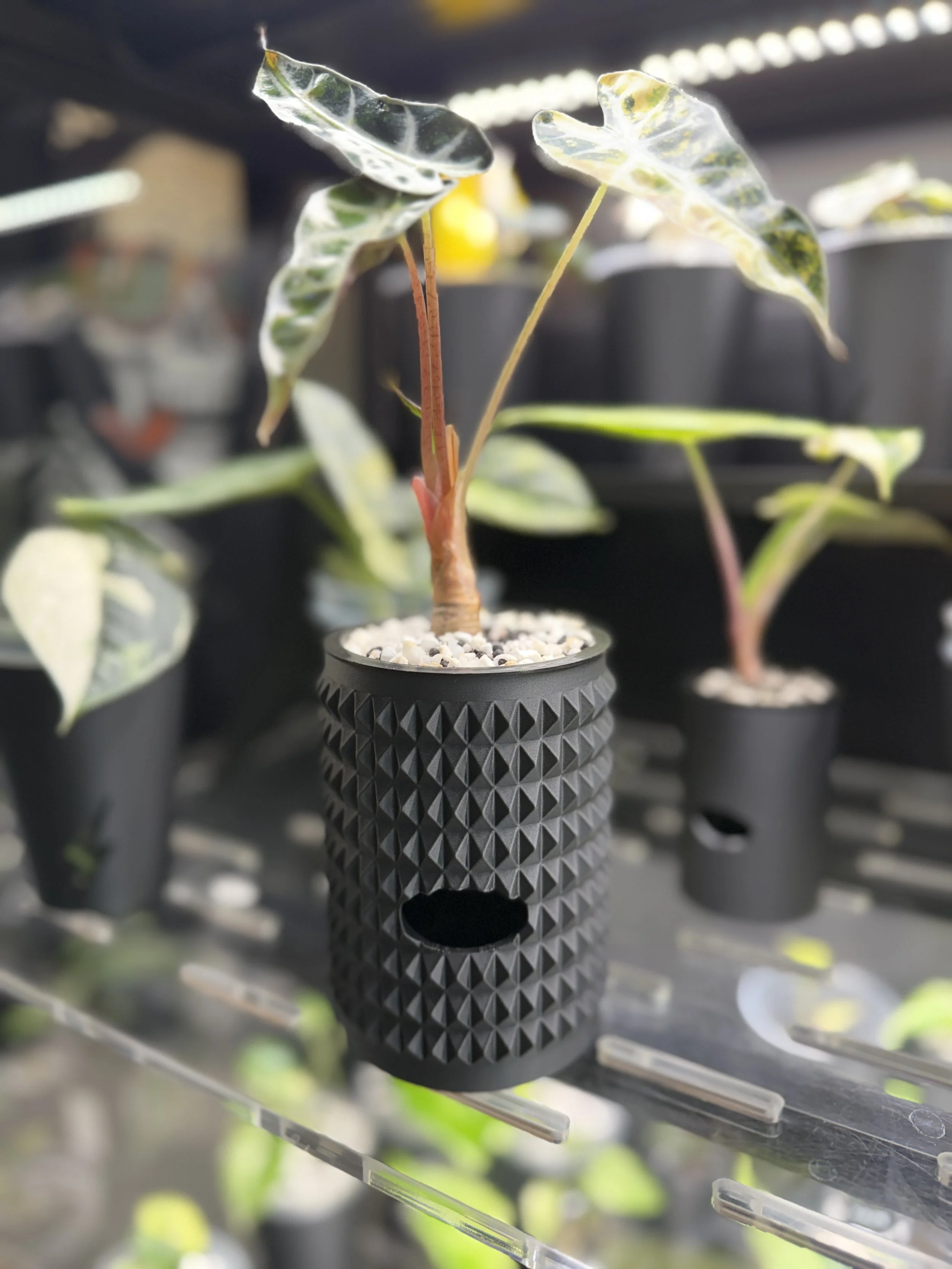 3” Spikey Cache Cup - Self Watering Planter