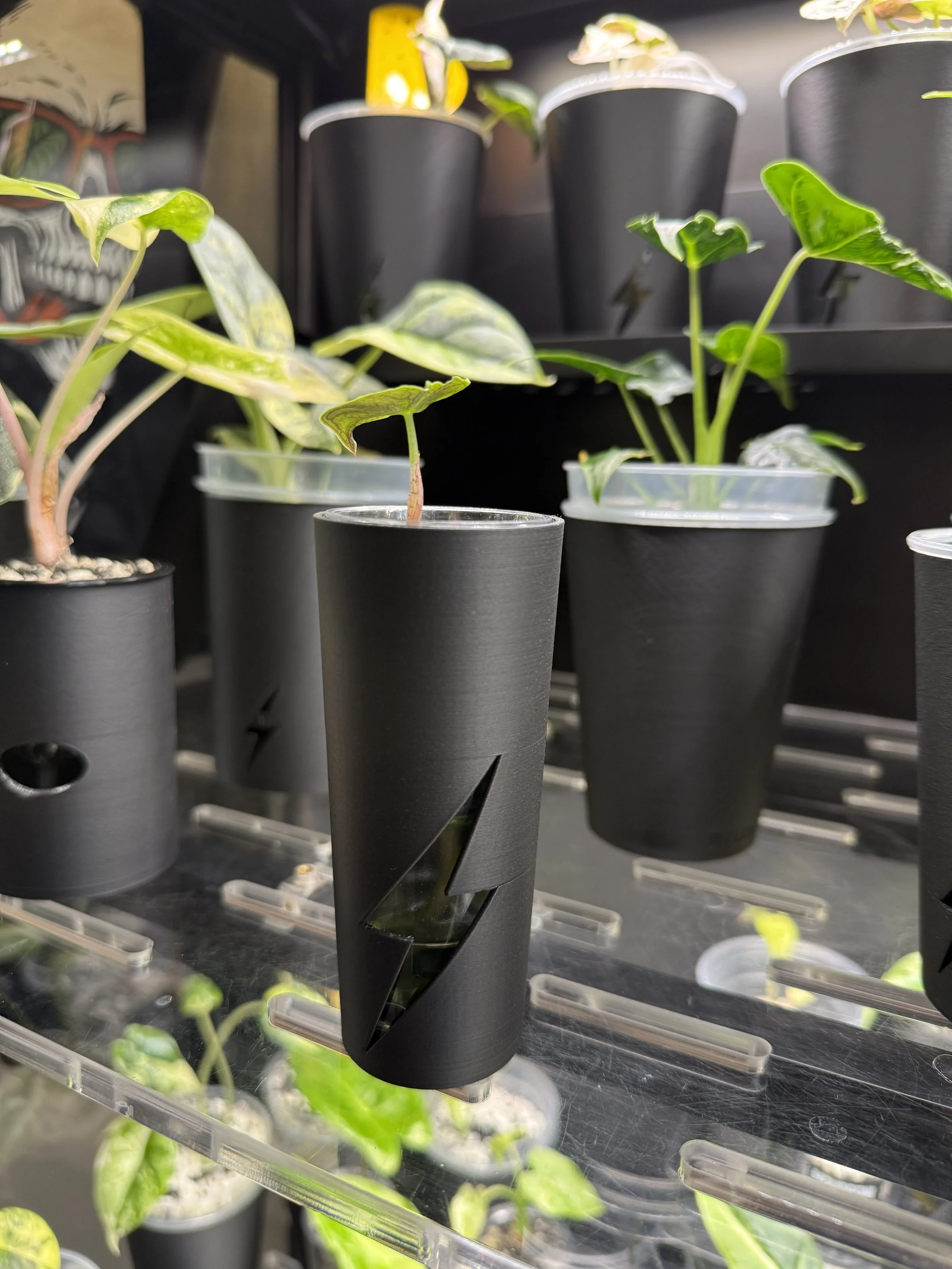 Corm Cup Cover | Dollar Store Cordial Cup Fit | Algae Control