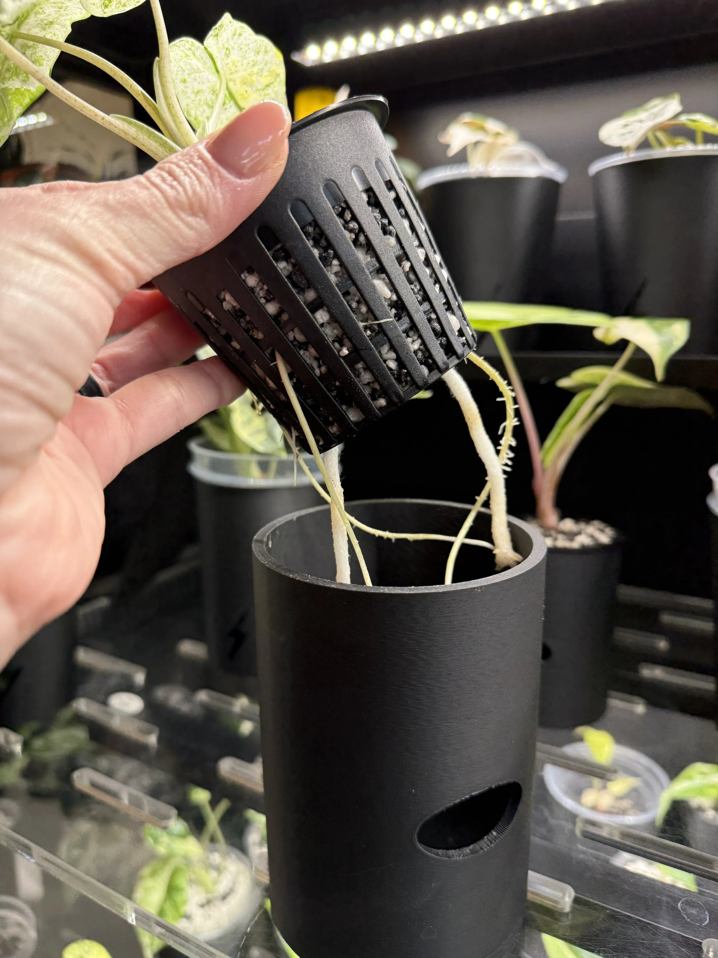 Net cup with visible plant roots being lifted from 3 inch smooth cache cup, demonstrating self watering setup.