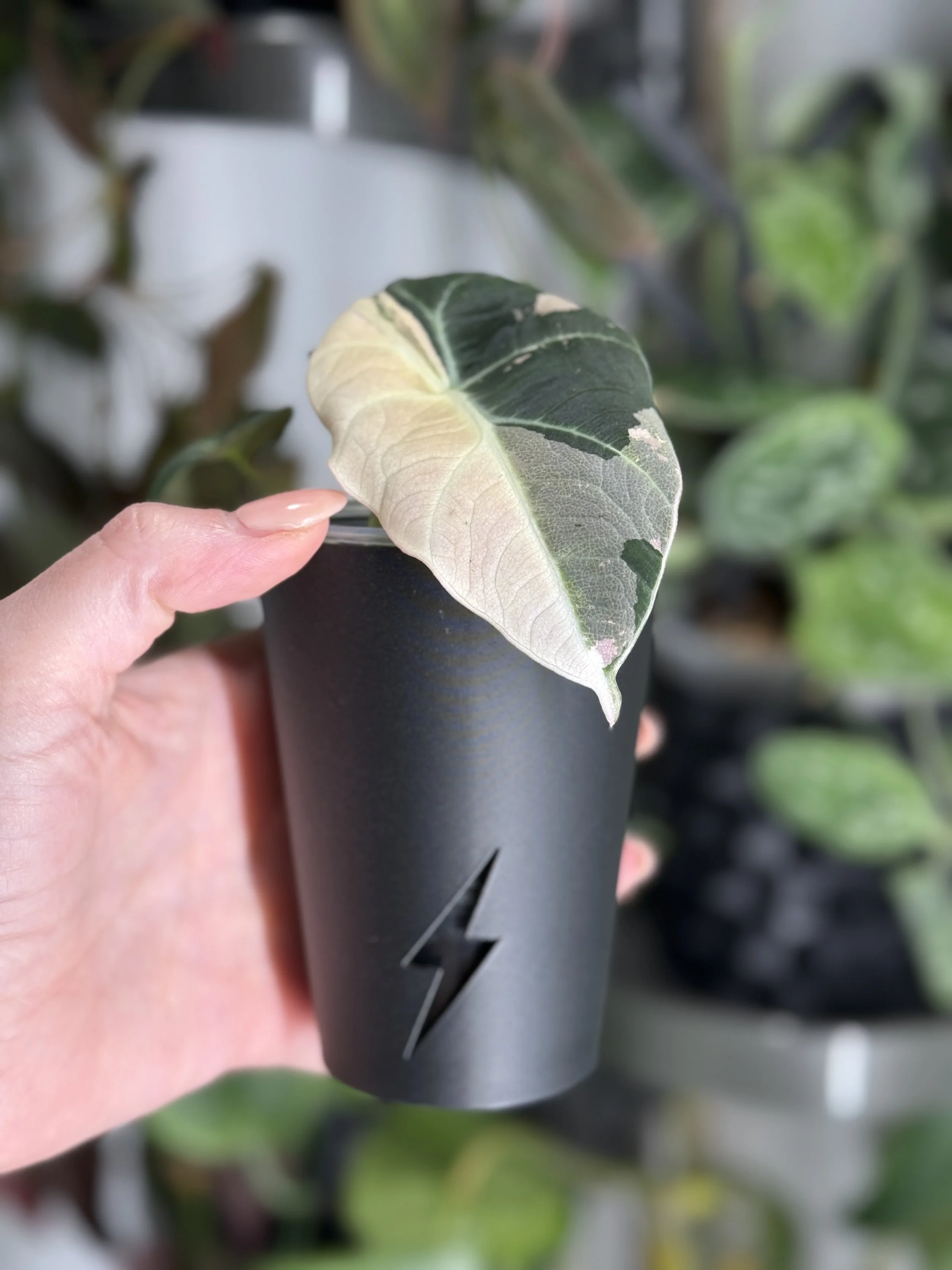 Hand holding black 9 oz cover cup with variegated plant cutting inside clear insert cup
