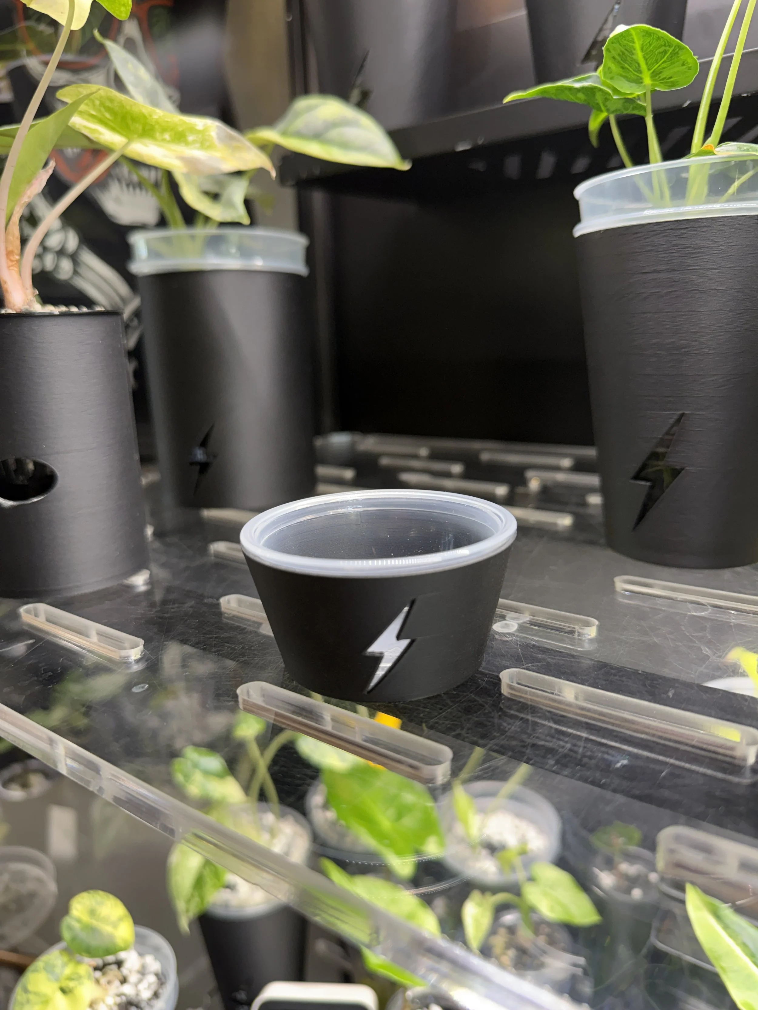 Black 2oz condiment cup cover with lightning bolt cutout displayed inside plant cabinet with propagation setup