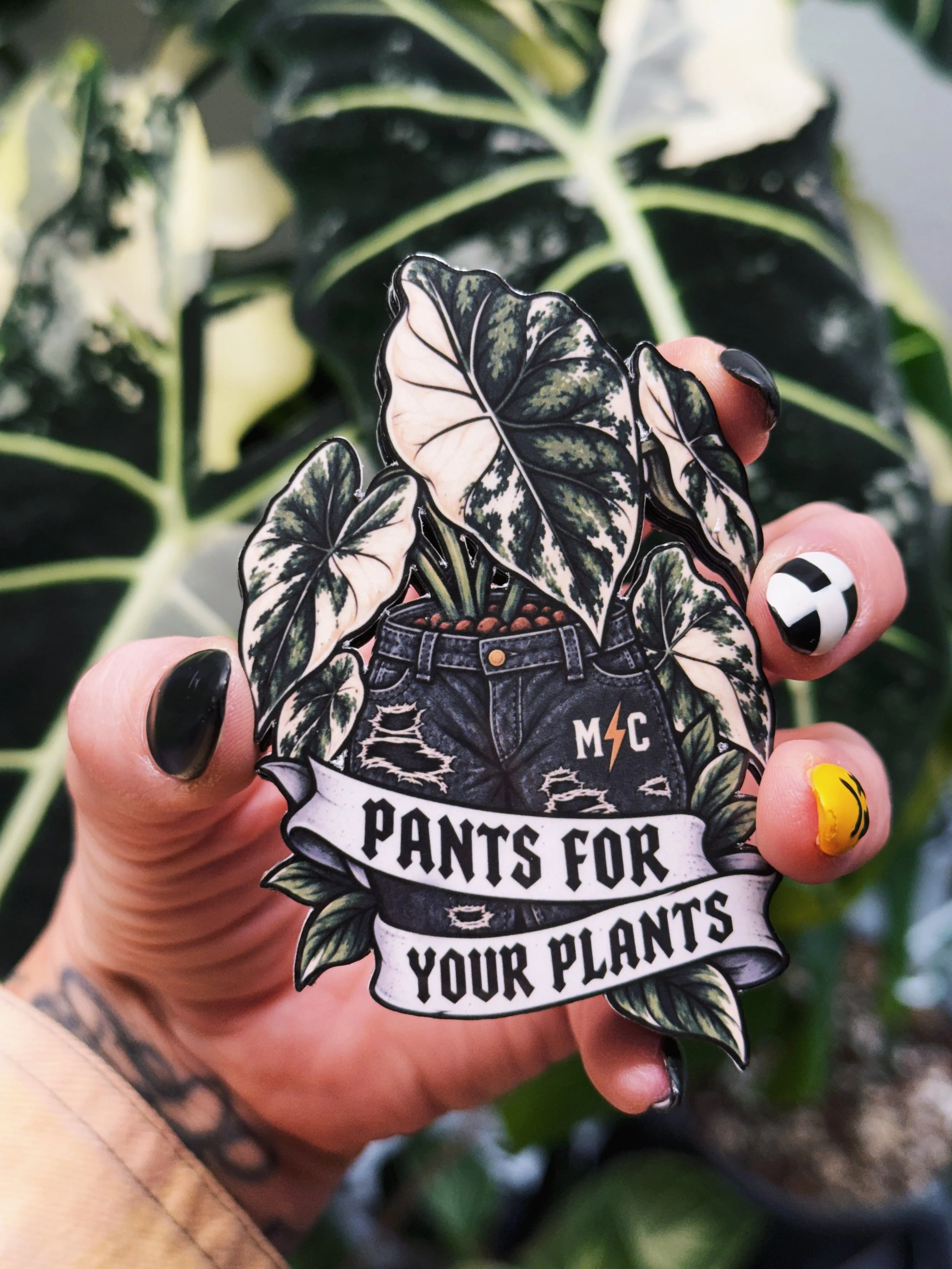 Pants for Your Plants vinyl sticker featuring a variegated Alocasia growing from distressed black jeans with Mullinix Collective lightning bolt detail