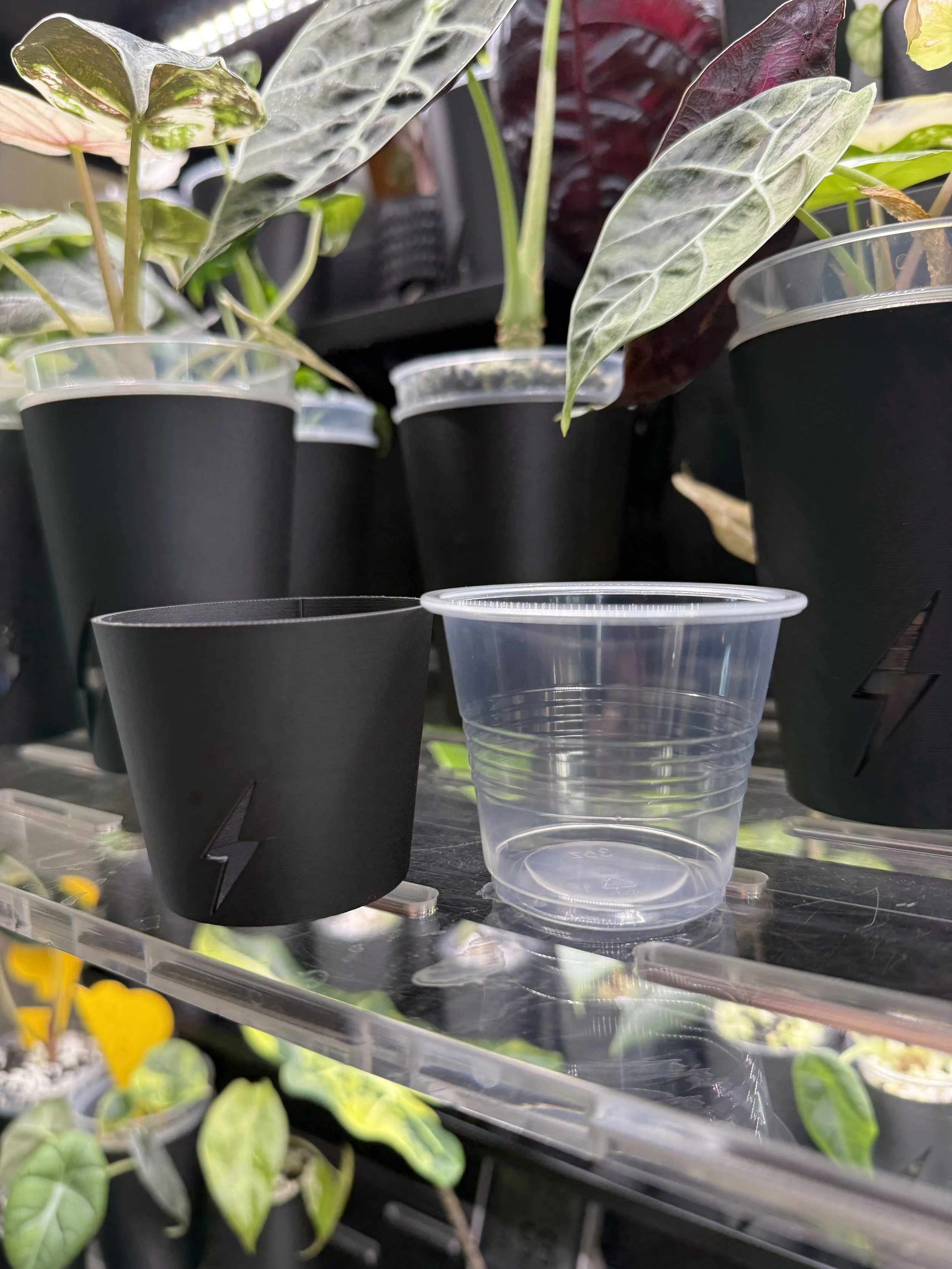 Black 3 oz cover cup next to clear 3 oz condiment cup showing size comparison and fit