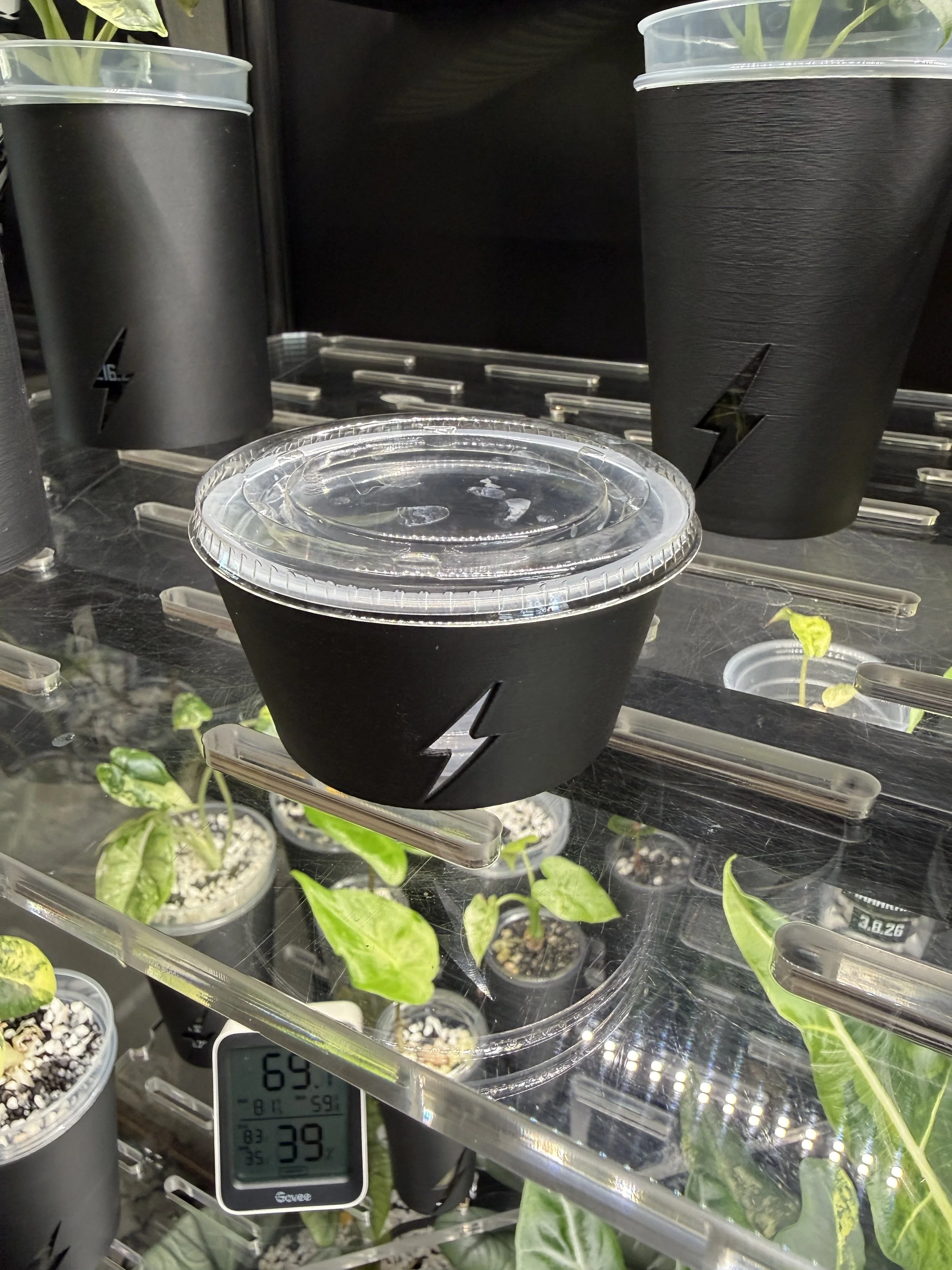 3.5oz condiment cup with lid inside black cover showing full propagation setup.