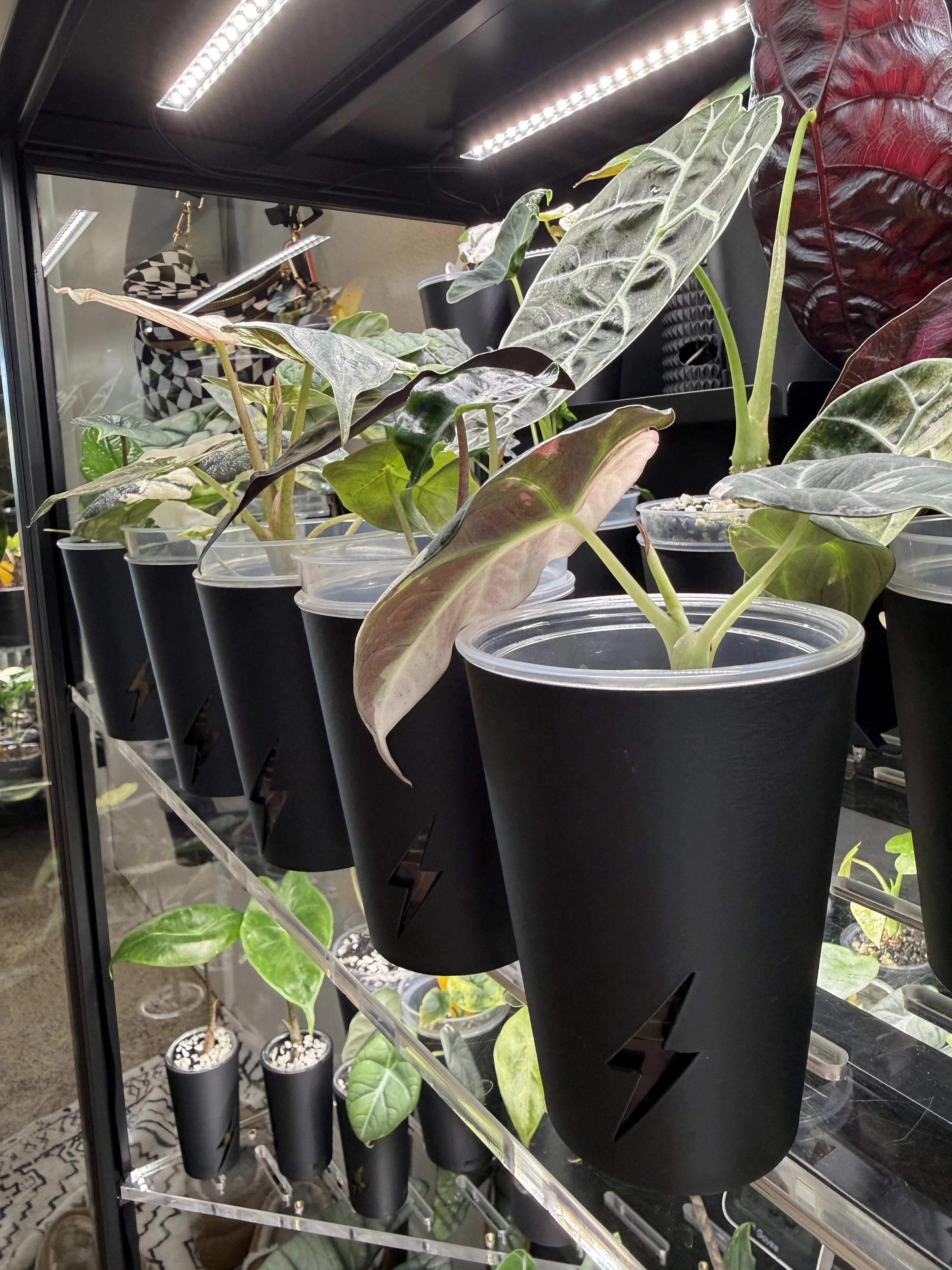 Black 9 oz cover cups on propagation plants inside indoor plant cabinet with grow lights