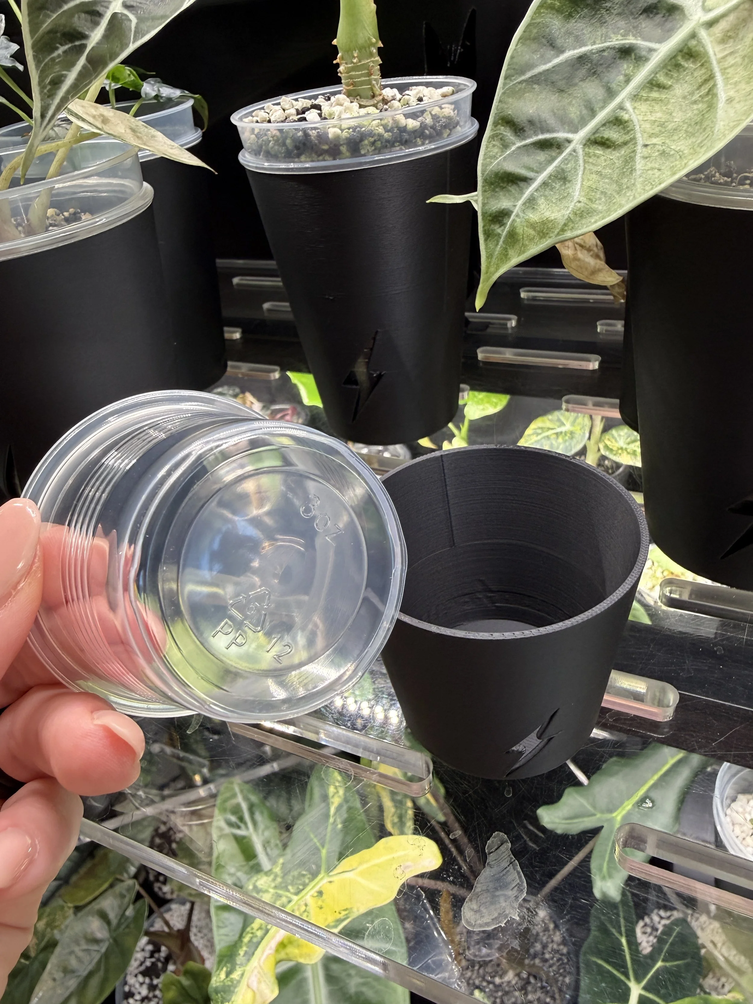 Hand holding a clear 3 oz condiment cup next to black 3 oz cover cup in plant cabinet
