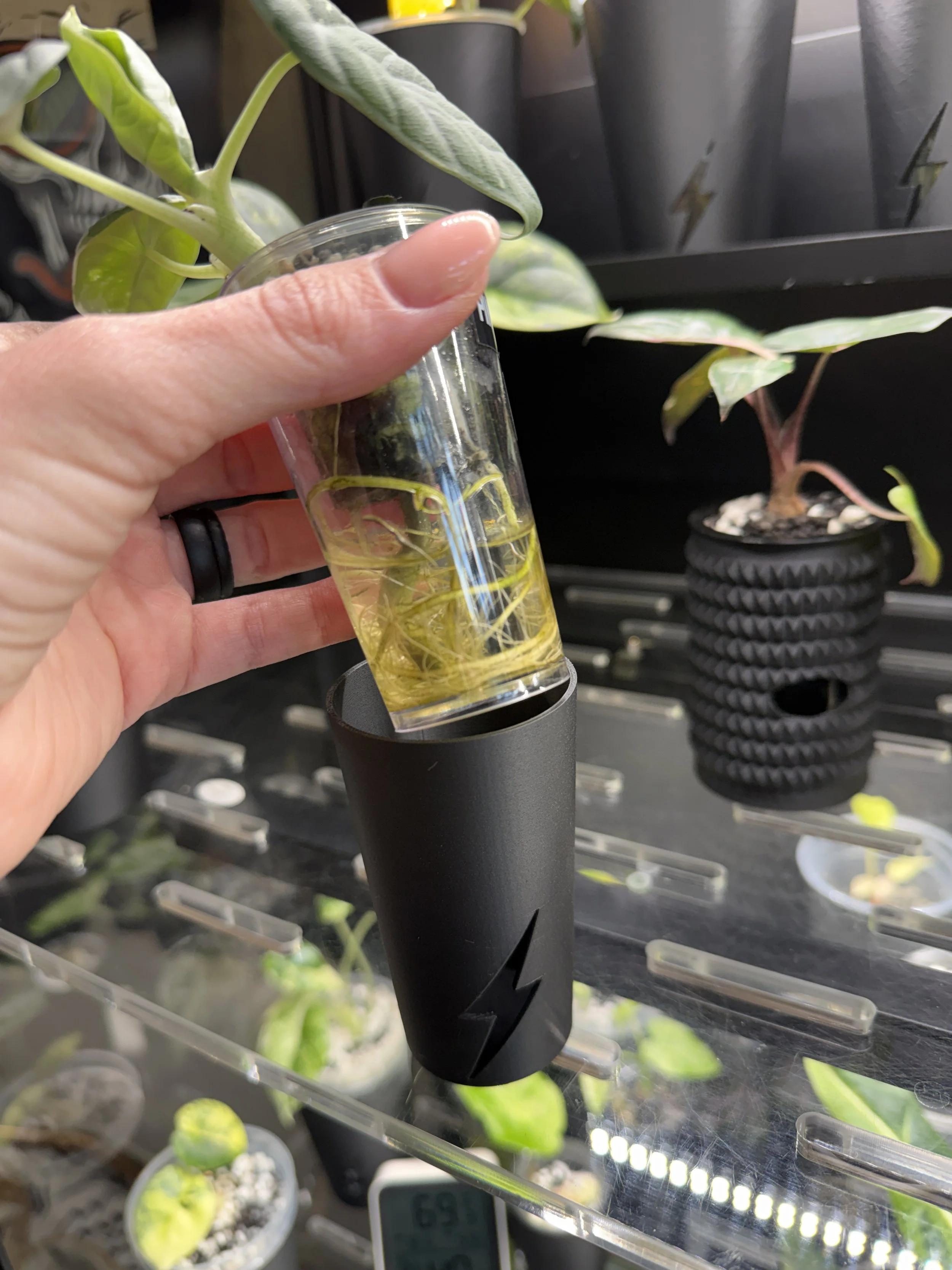 Clear propagation cup with roots being placed into black corm cup cover, showing algae reducing design.
