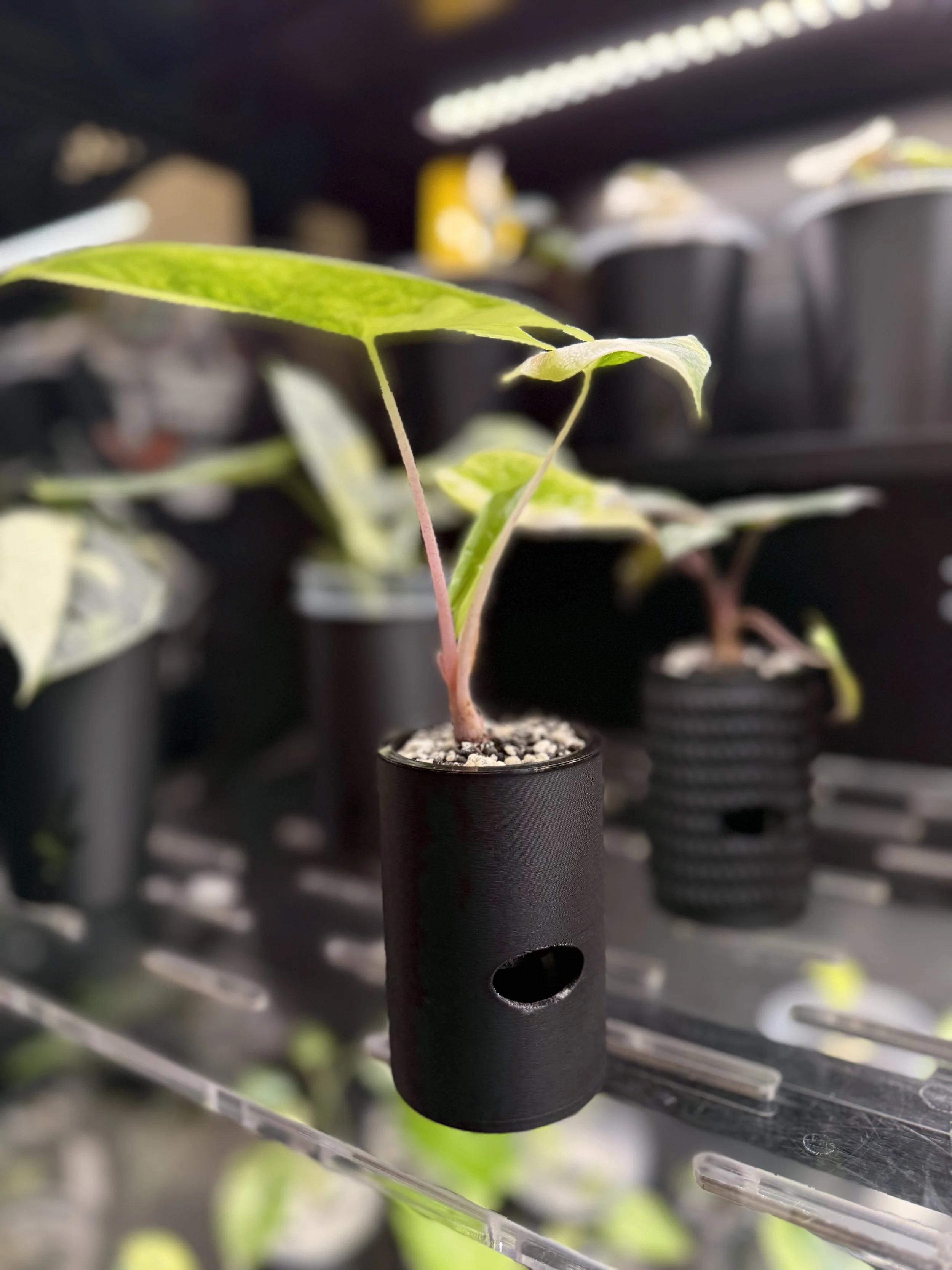 2” Smooth Cache Cup - Self Watering Planter