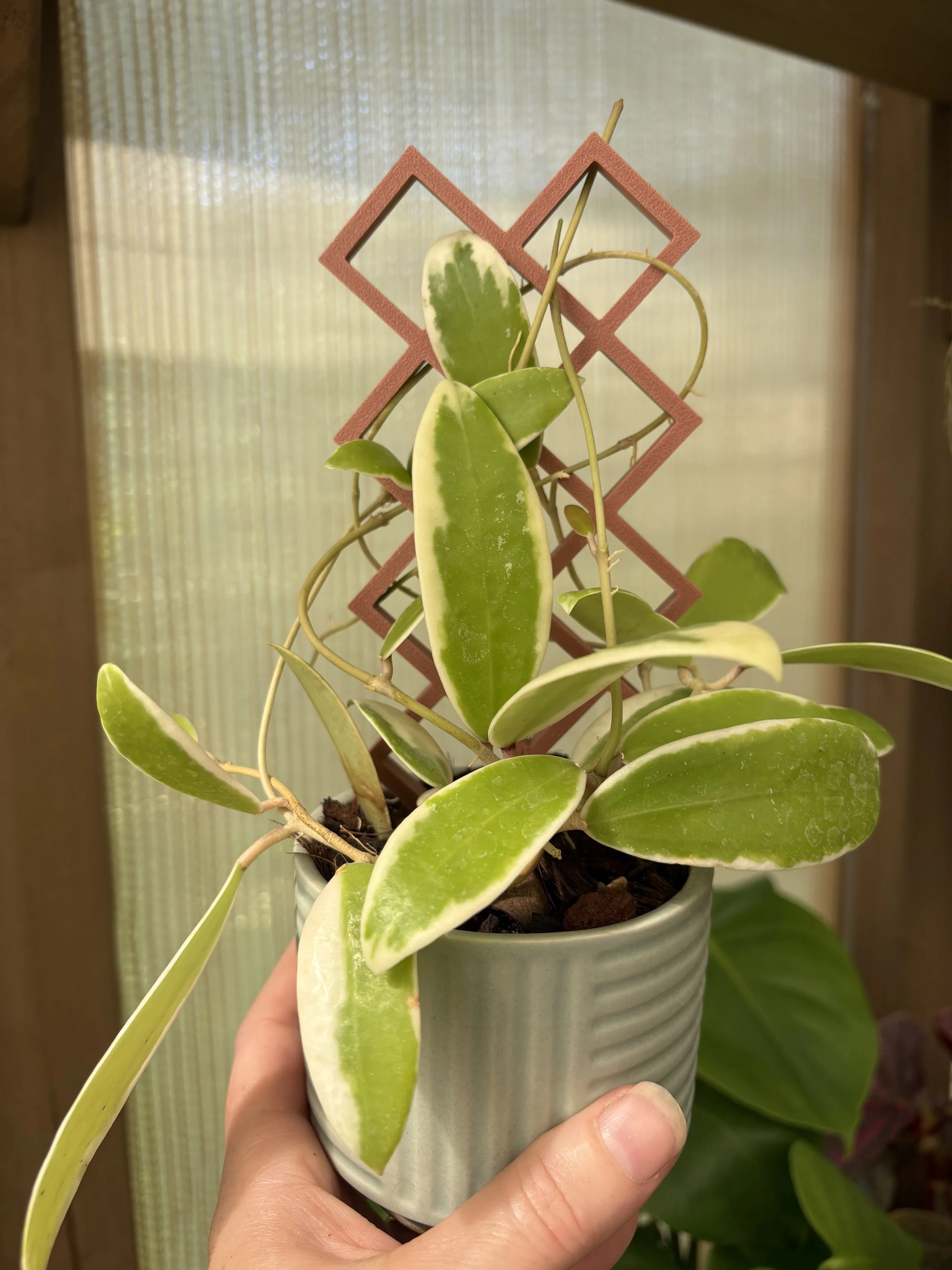 Diamond Plant Trellis