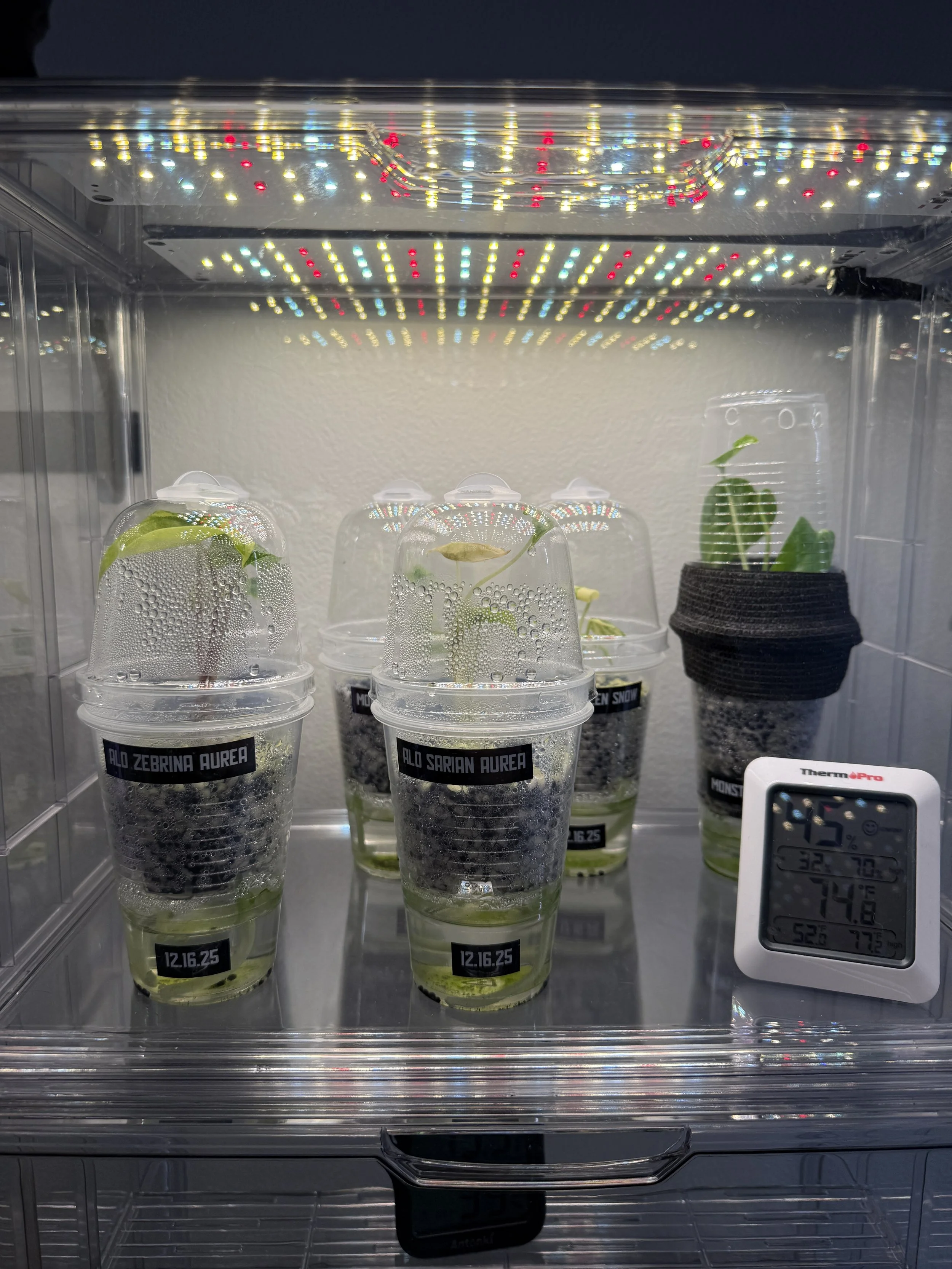 Tissue culture and Alocasia plants acclimating in self-watering cups under grow lights