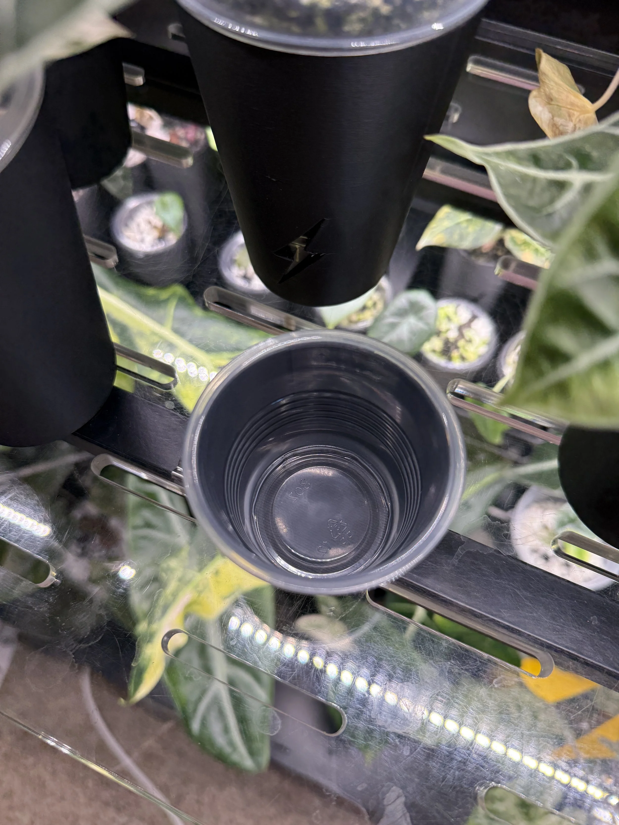 Top view of clear 3 oz condiment cup showing size and interior of cover cup