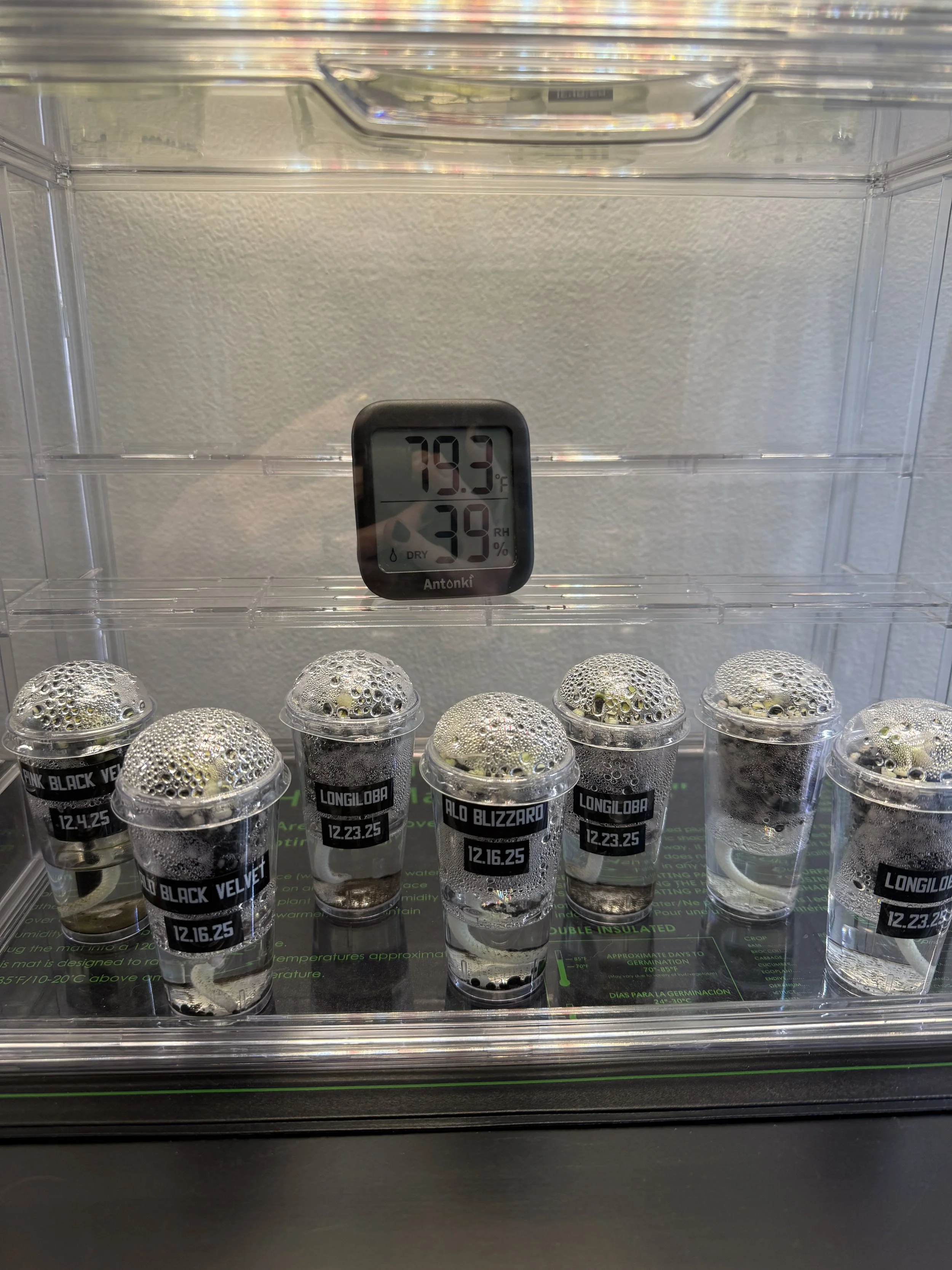 Clear propagation cups with humidity domes inside grow cabinet