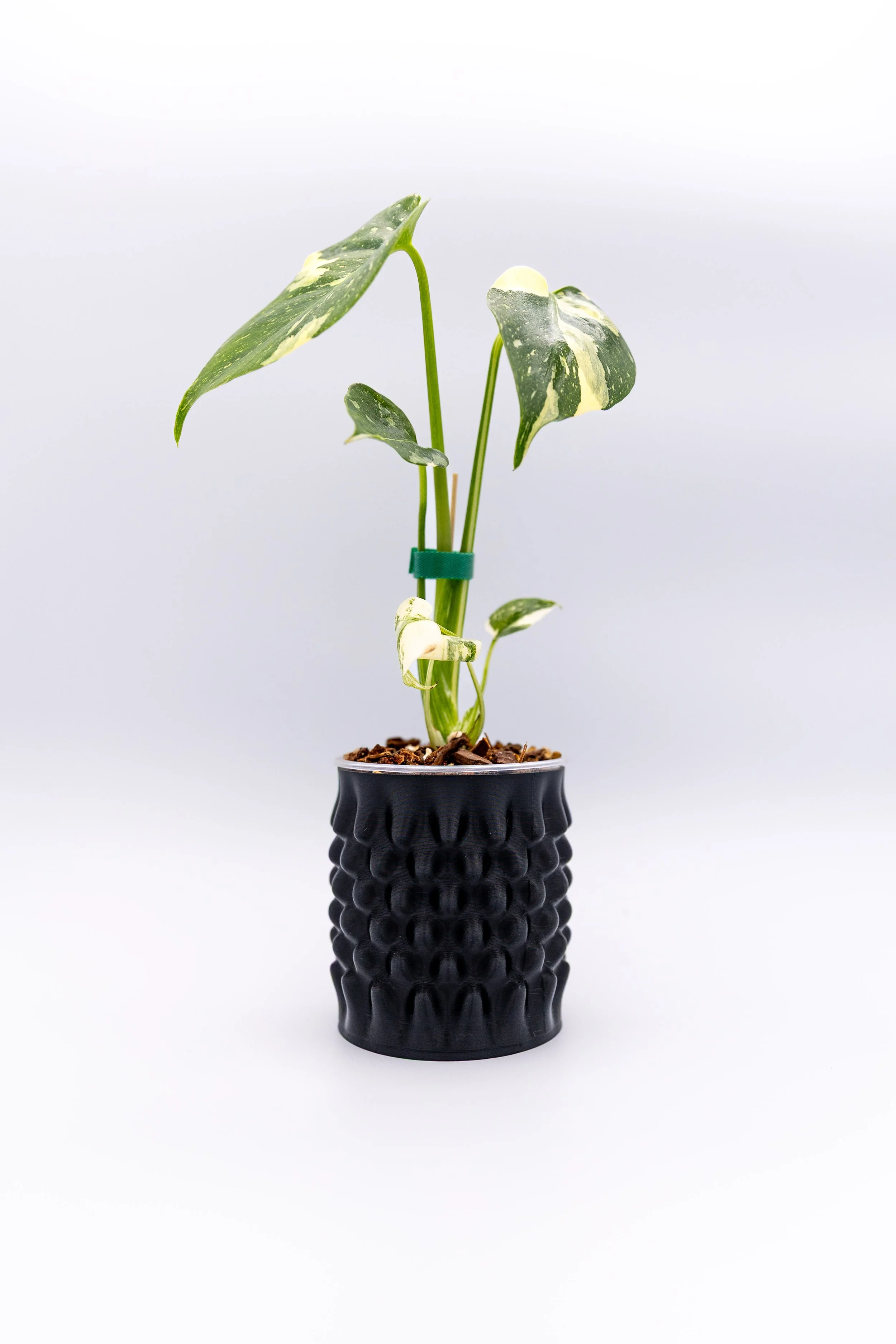 The Goosebumps Planter – Decorative | 90s Book-Texture Indoor Plant Pot