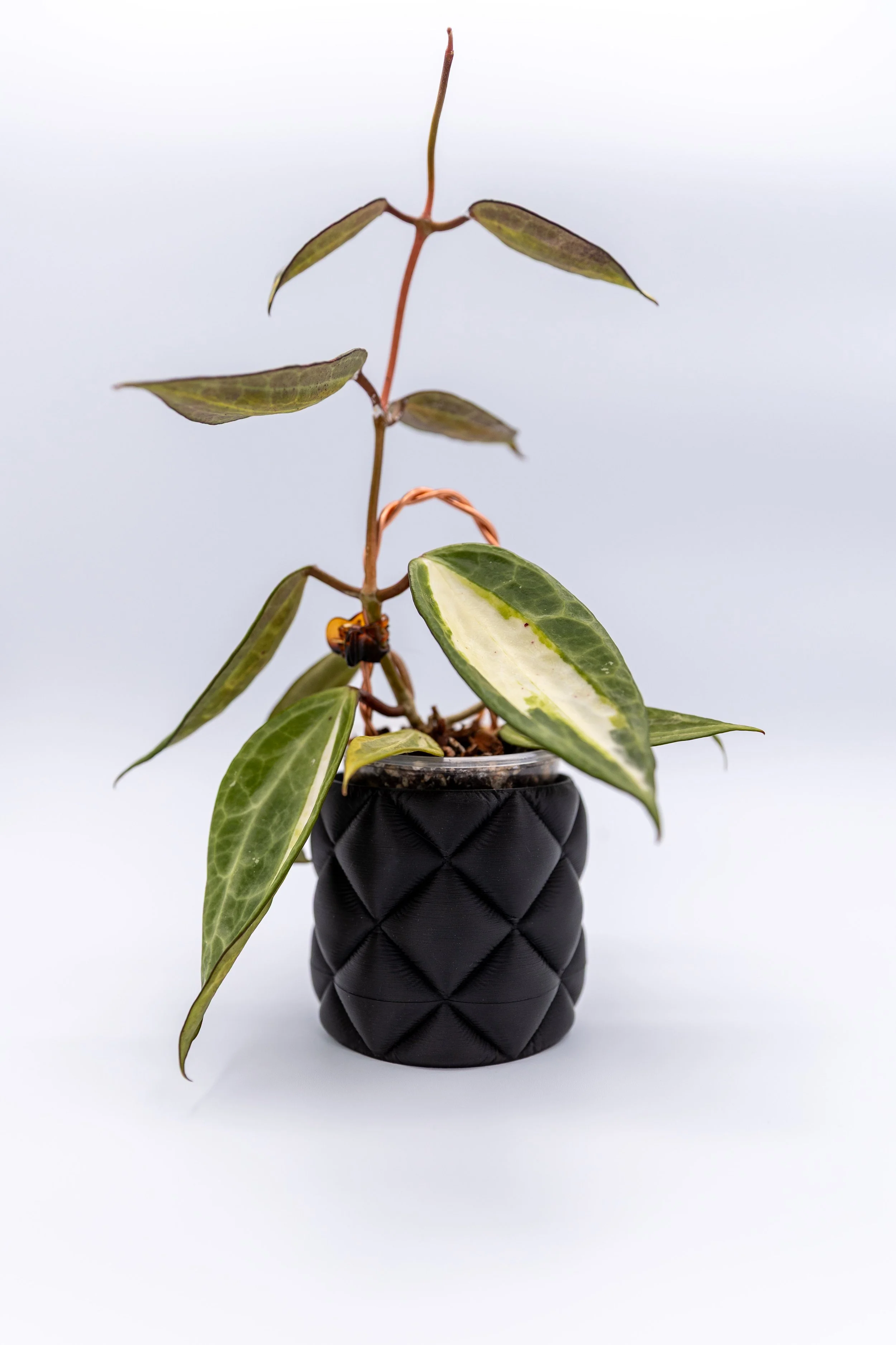 Black Daybreak Planter with quilt texture holding a trailing plant on a light background. (Copy) (Copy)