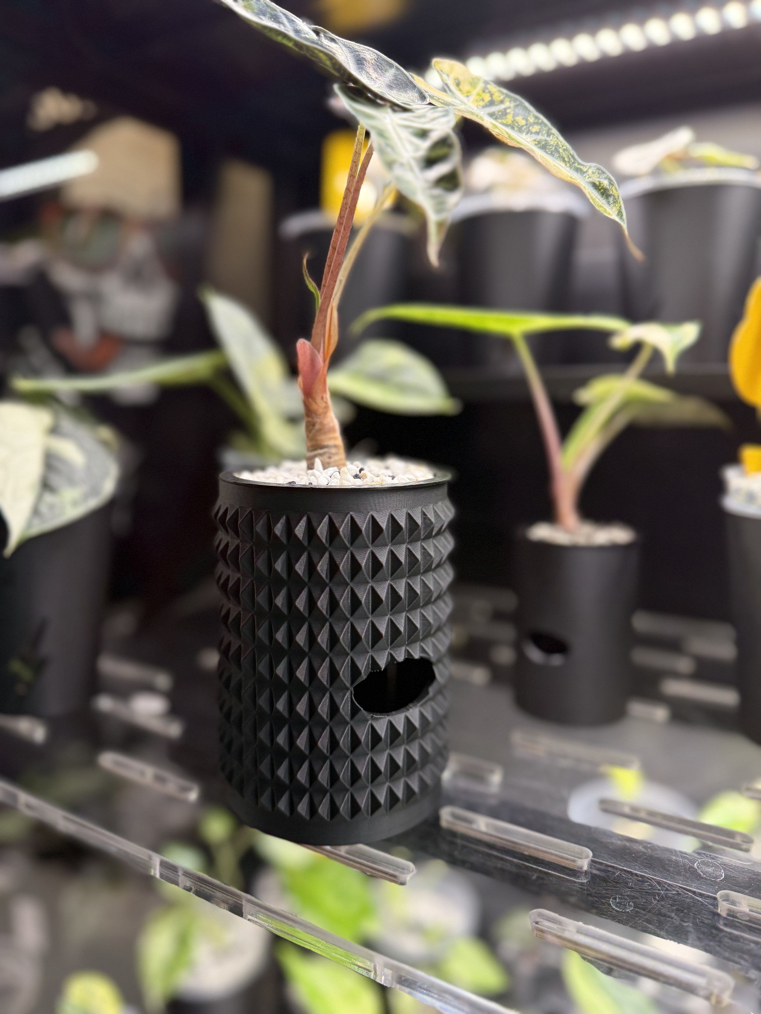 Angled view of black 3 inch textured spikey cache cup with plant, showing geometric pattern and water level window.