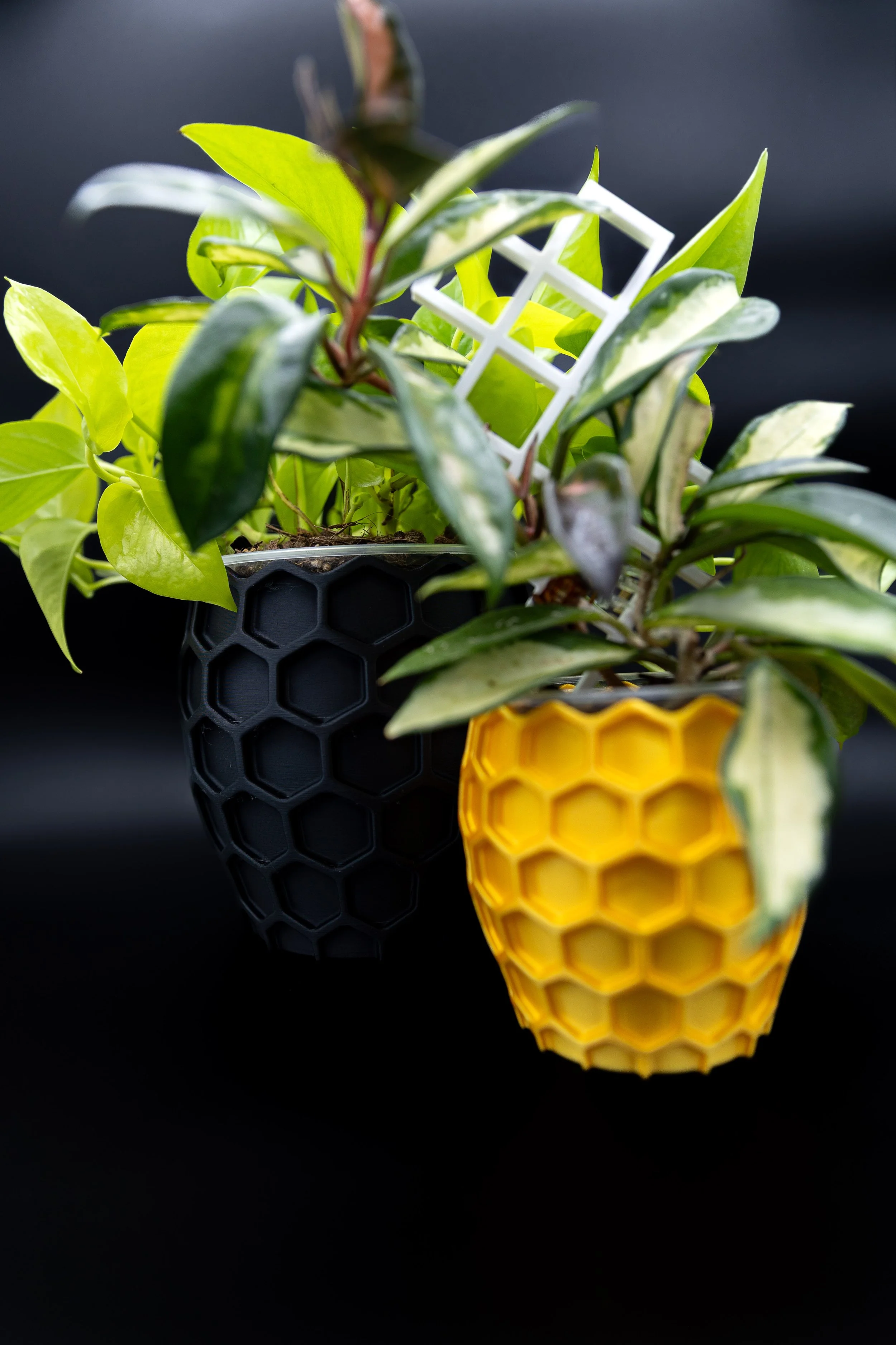 The Bees Knees Planter – Decorative | Honeycomb Indoor Planter (No Drainage)