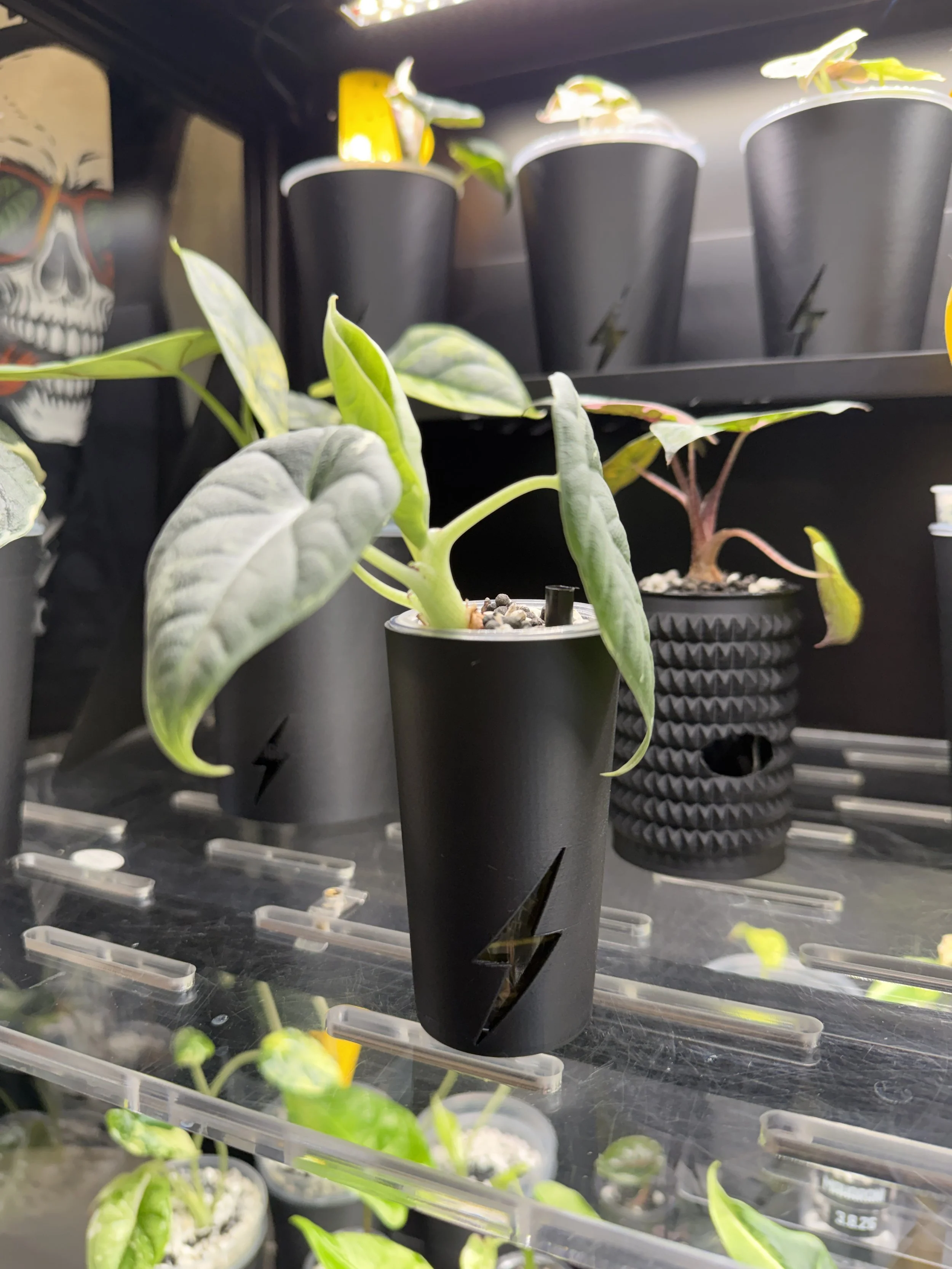 Corm Cup Cover | DLux 3oz Cup Fit | Algae Control