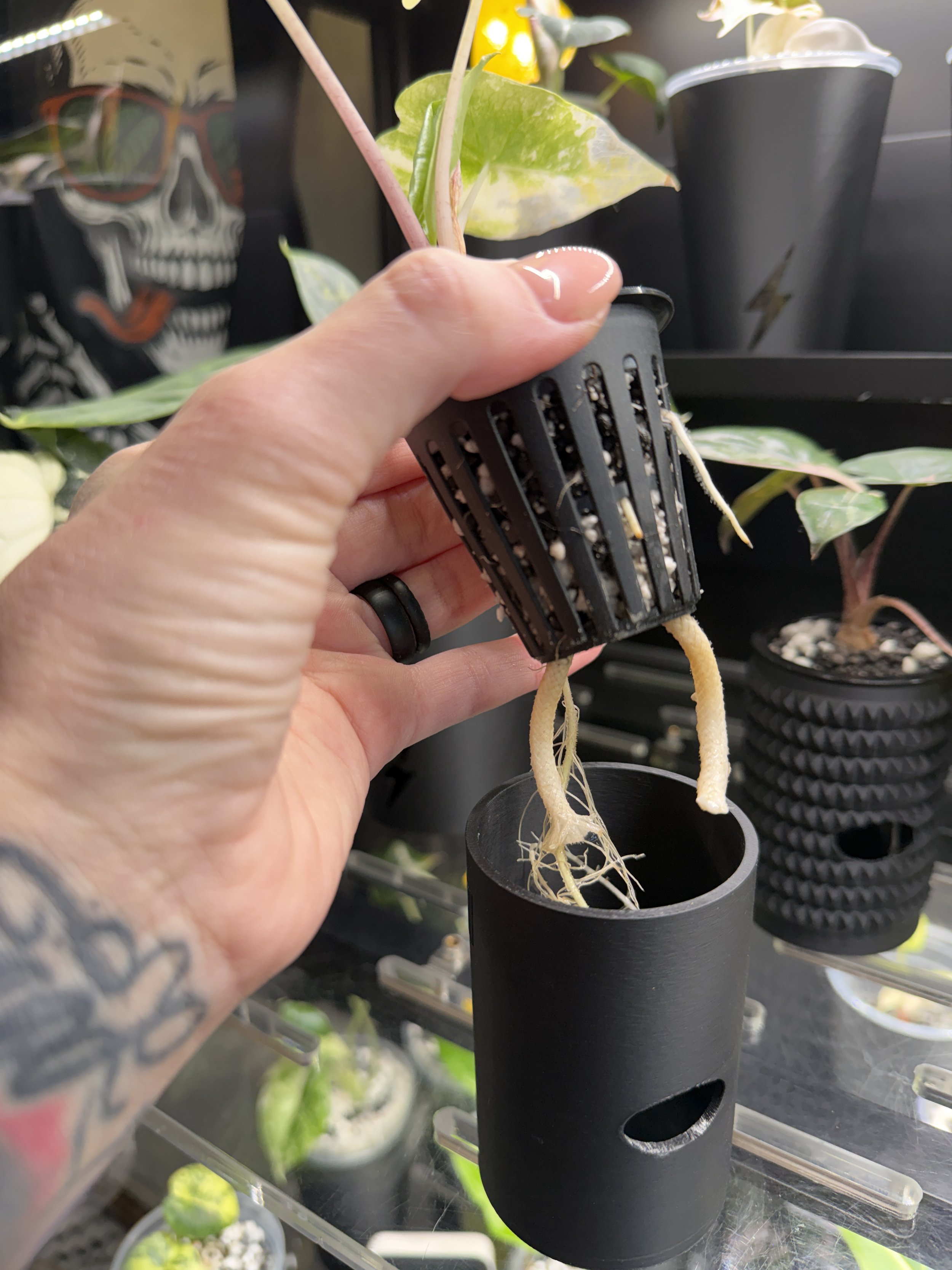 Hand holding net cup with plant roots showing inside 2 inch smooth cache cup system.