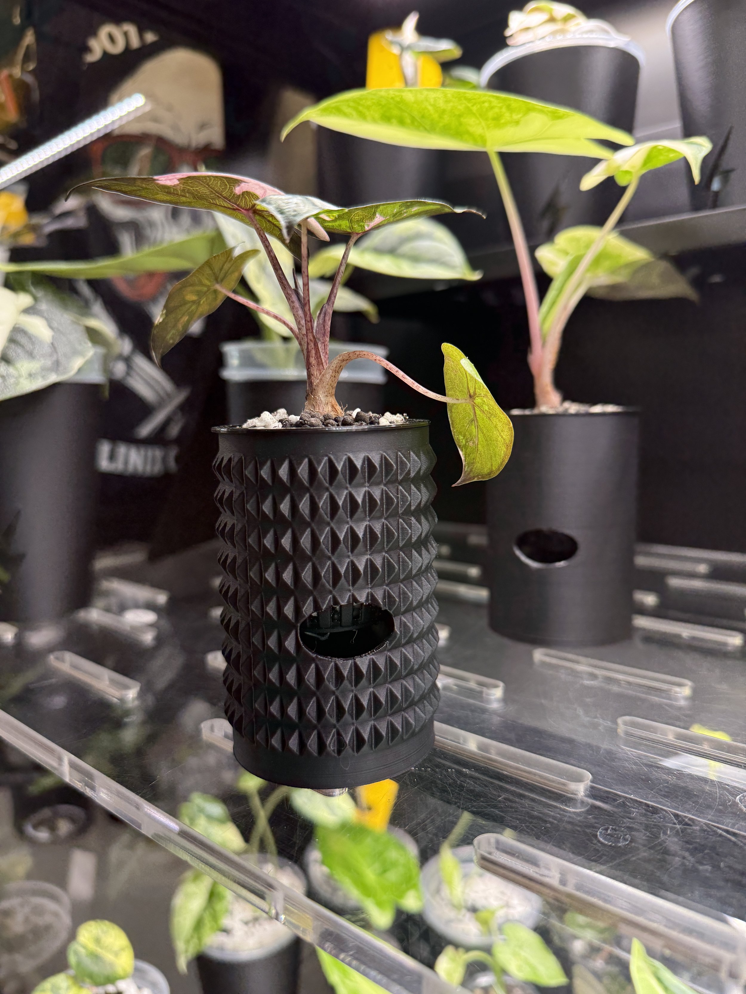 2” Spikey Cache Cup - Self Watering Planter