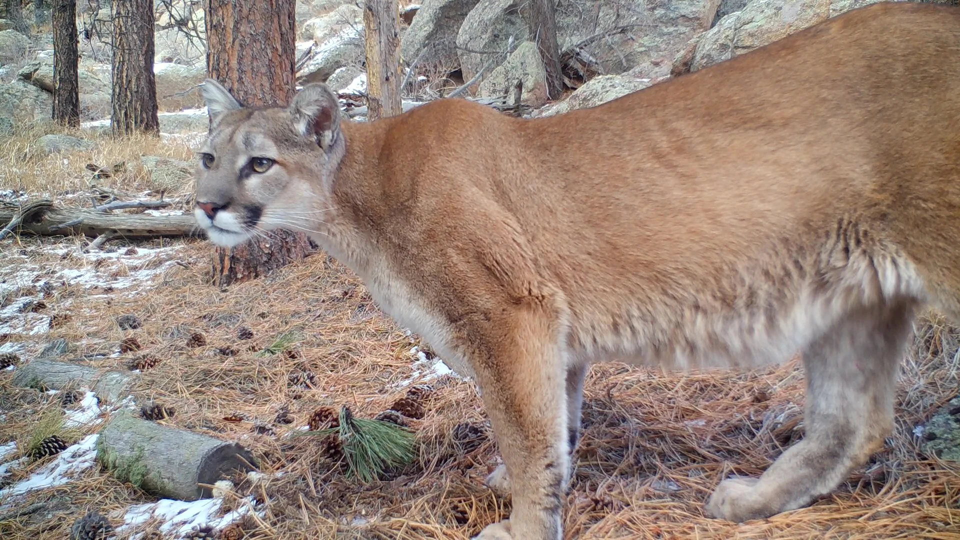 Mountain Lions - Our Wild Neighbors