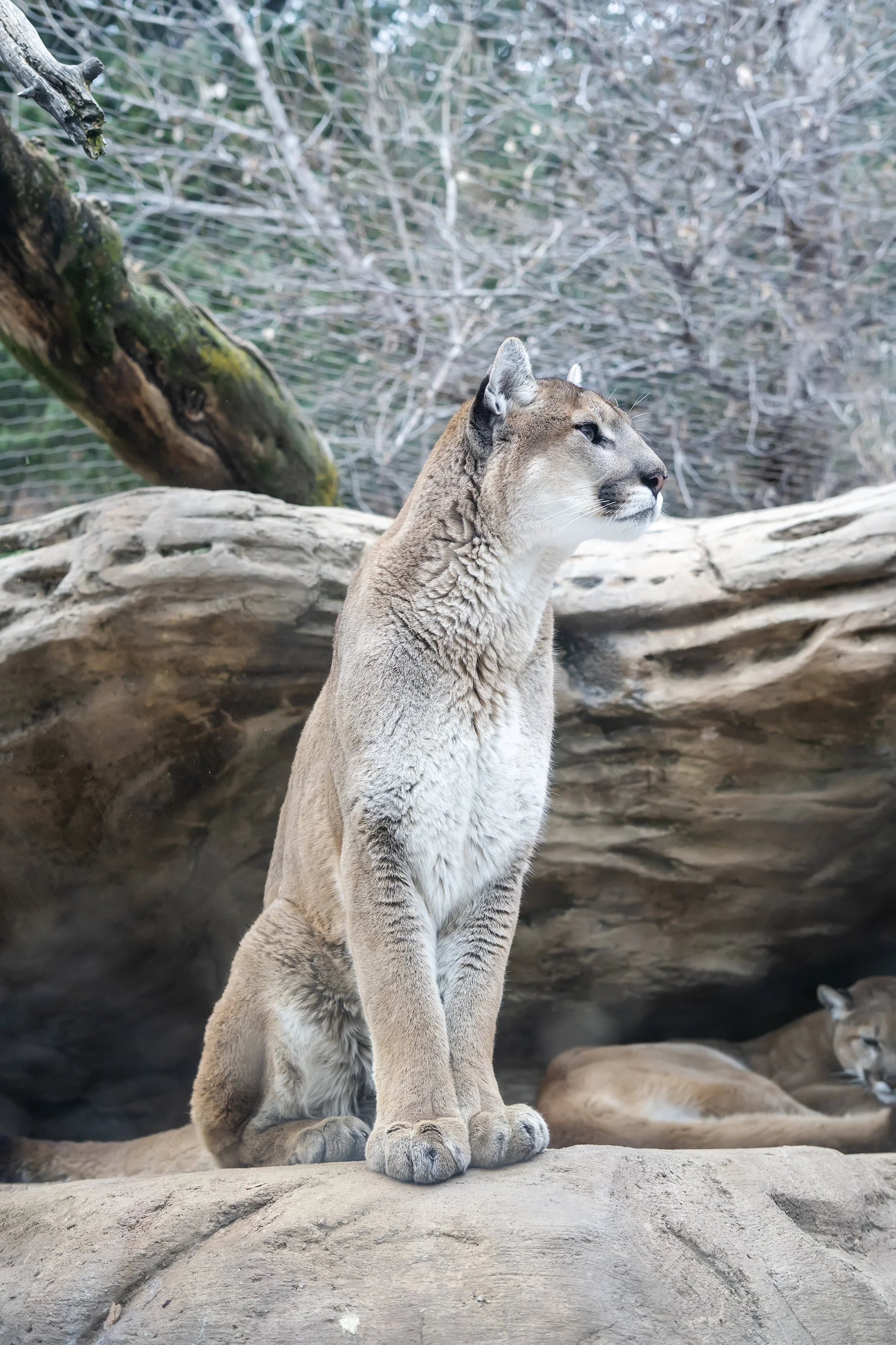 A mountain lion, also known as a cougar or puma, standing on rocks in a zoo enclosure with leafless trees and branches in the background.
