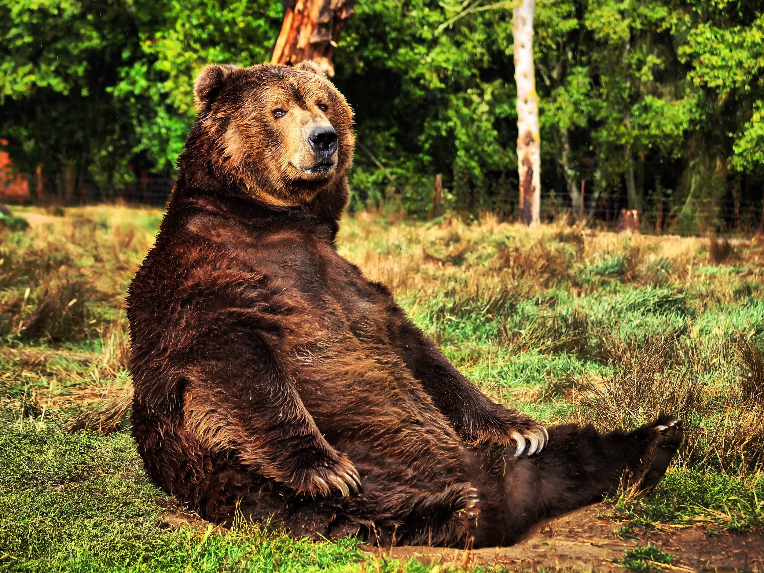 A large brown bear sitting on the grass in a forested area with green foliage and trees in the background.