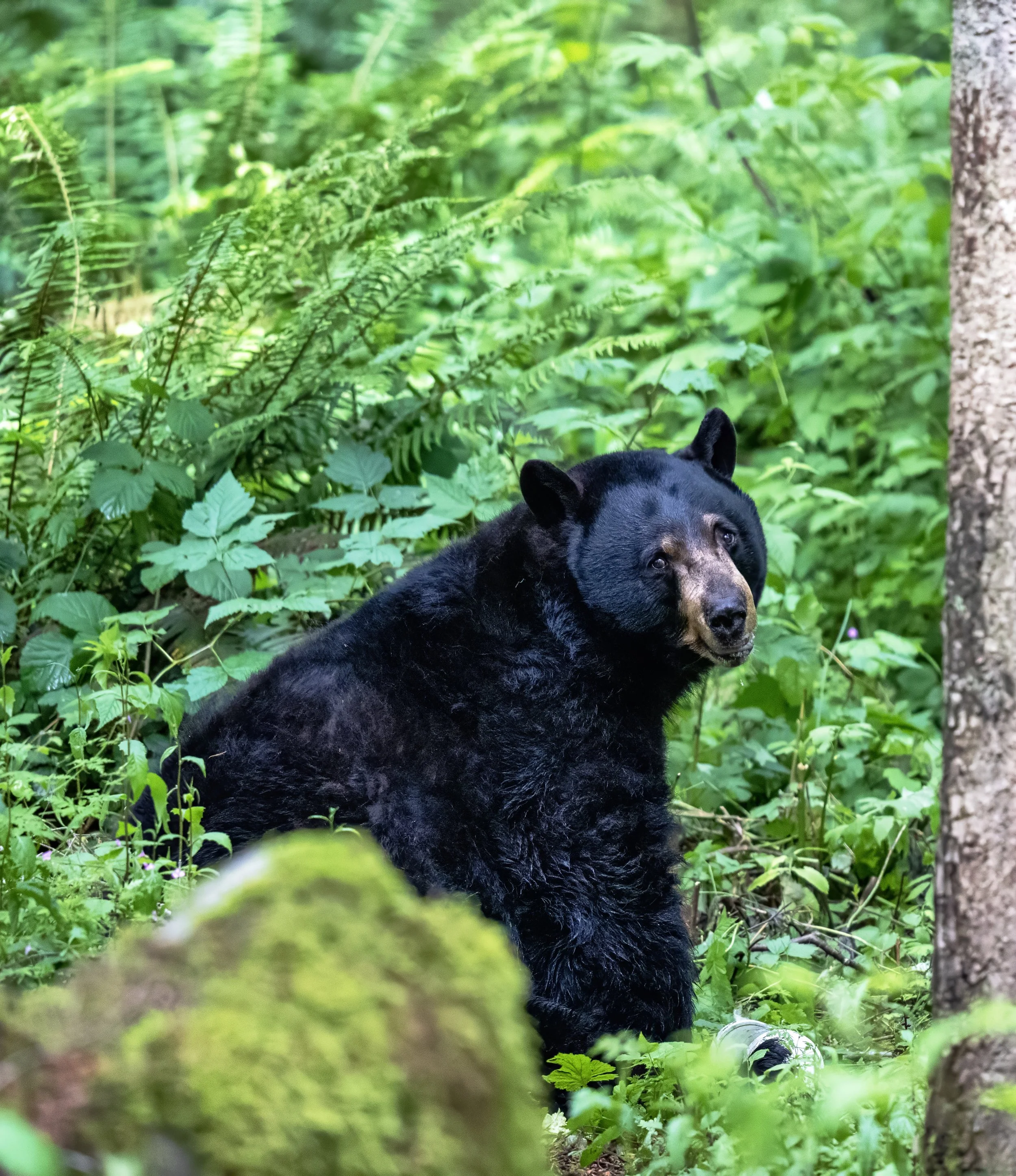 Black bear cub sitting in a lush green forest with ferns and trees, partially obscured by foliage.