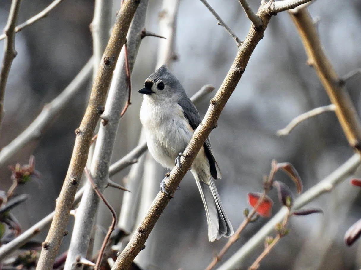 A small bird with gray and white feathers perched on a thorny branch among leafless, thin branches.