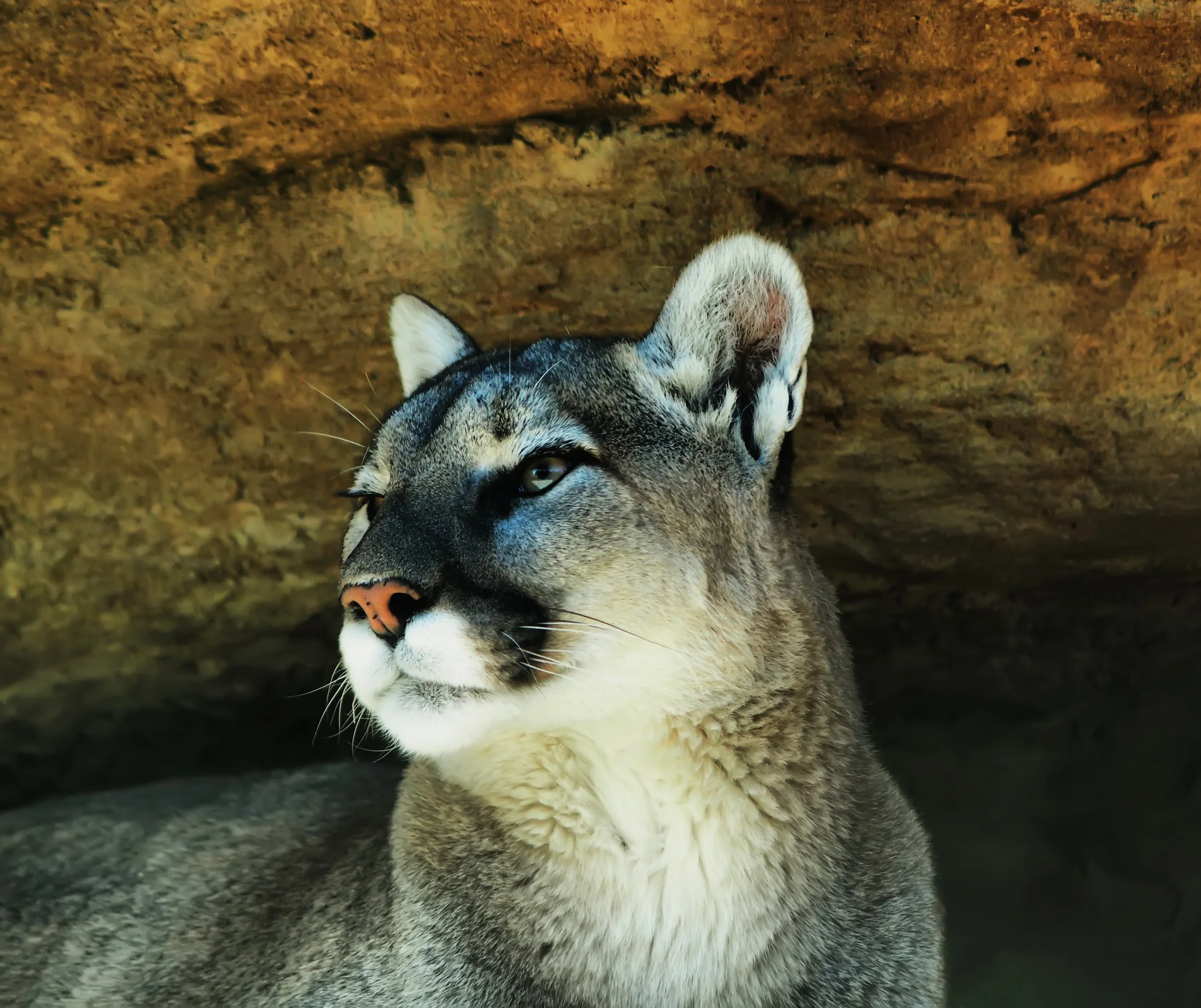 Close-up of a cougar's face with a rocky background.