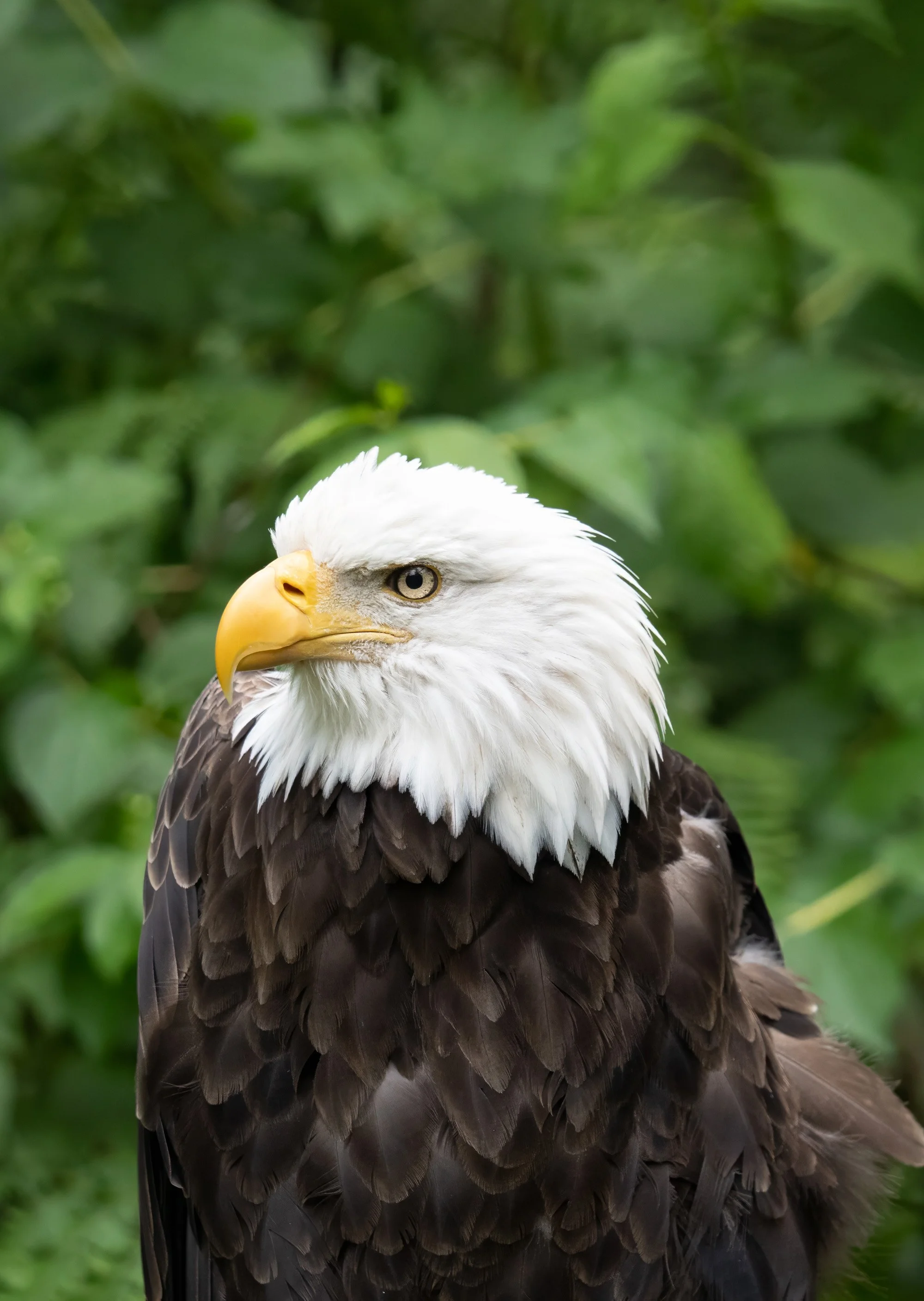 Eagle Crop.jpg