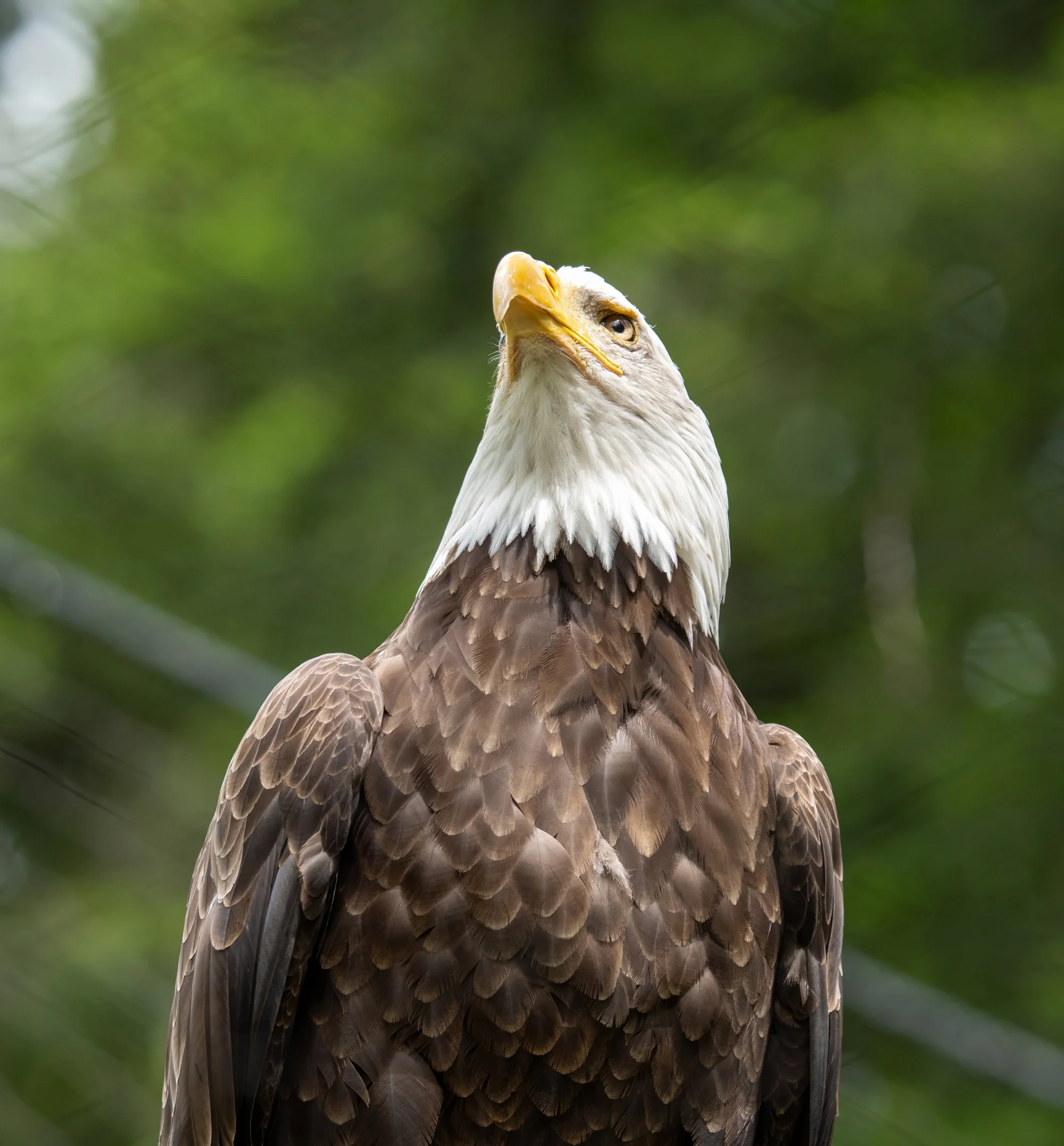 Eagle Crop 2.jpg