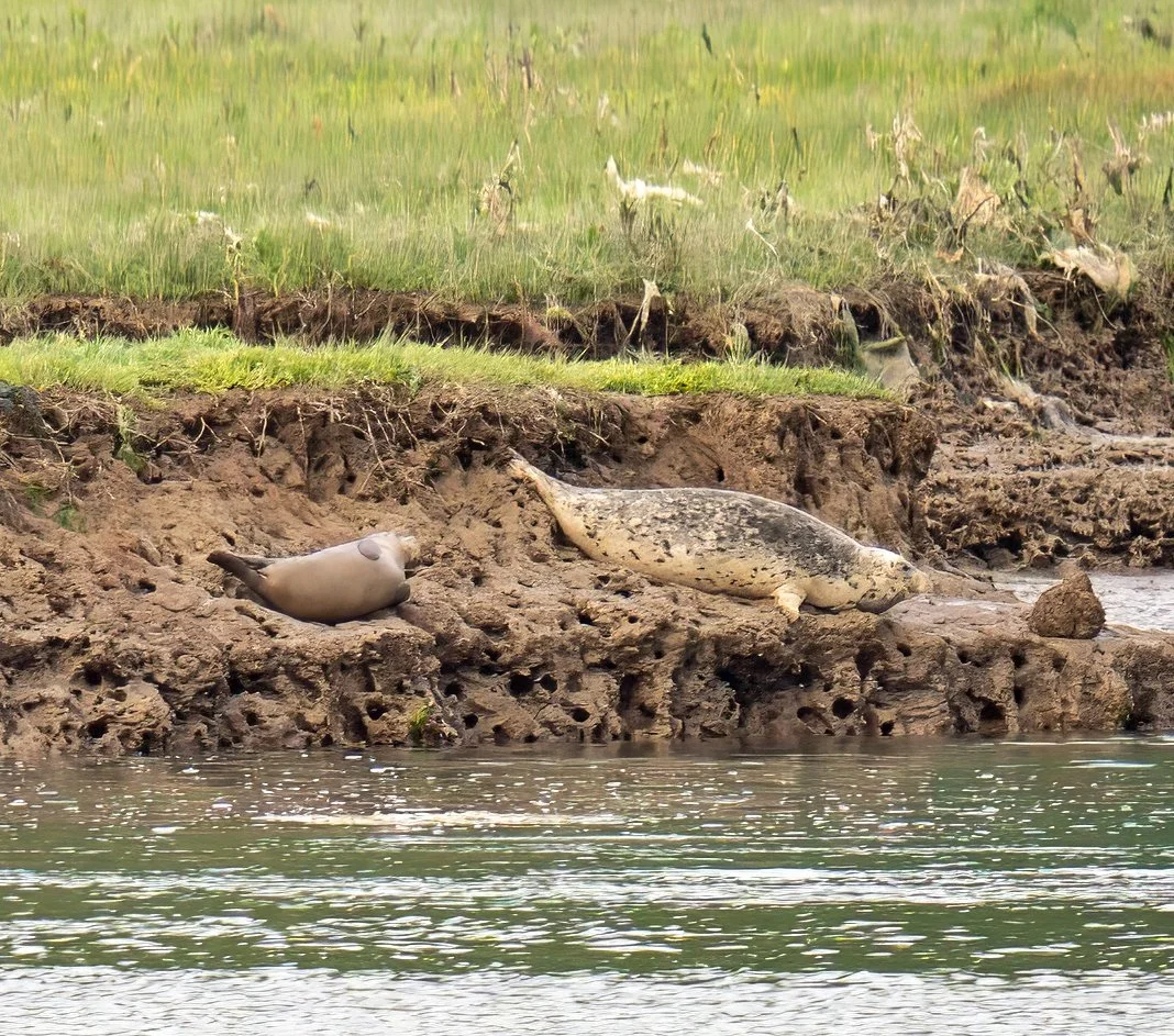 Seals.jpg