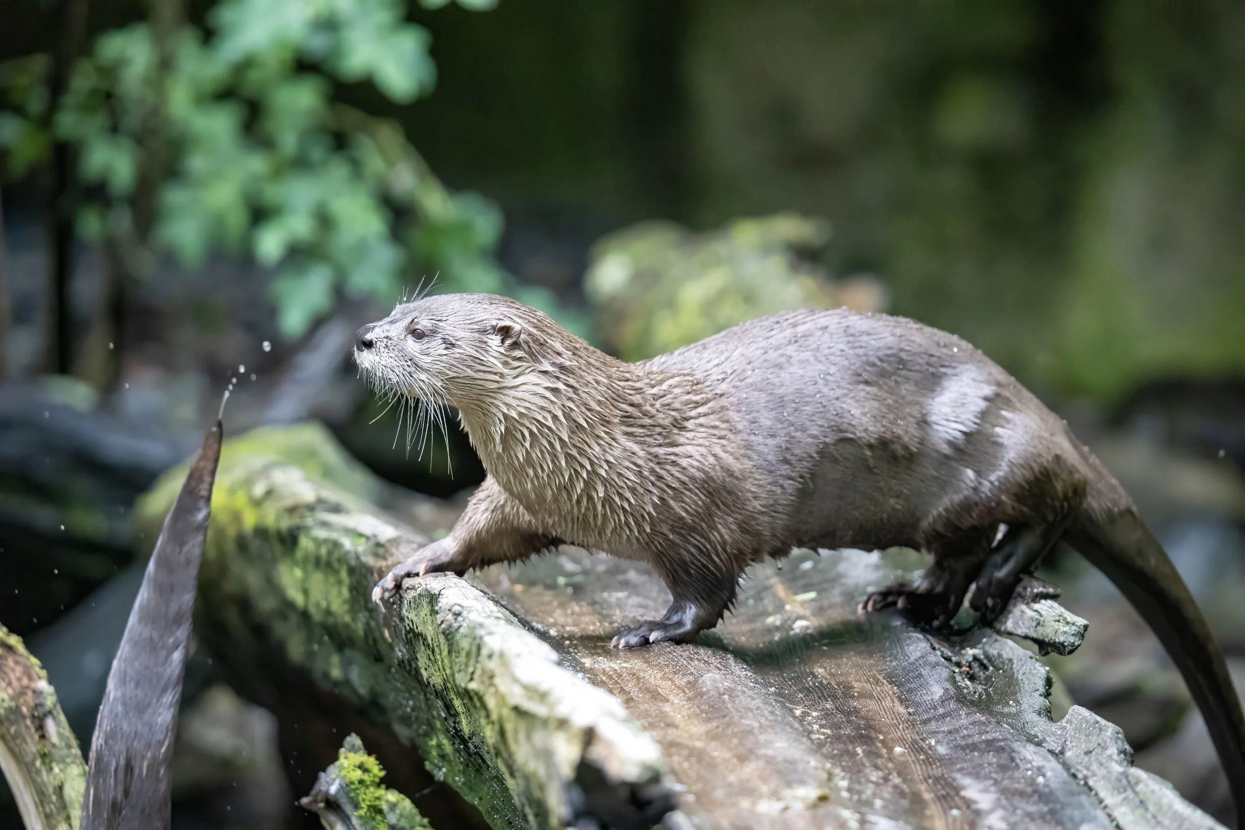 A river otter standing on a log in a lush green forested area.