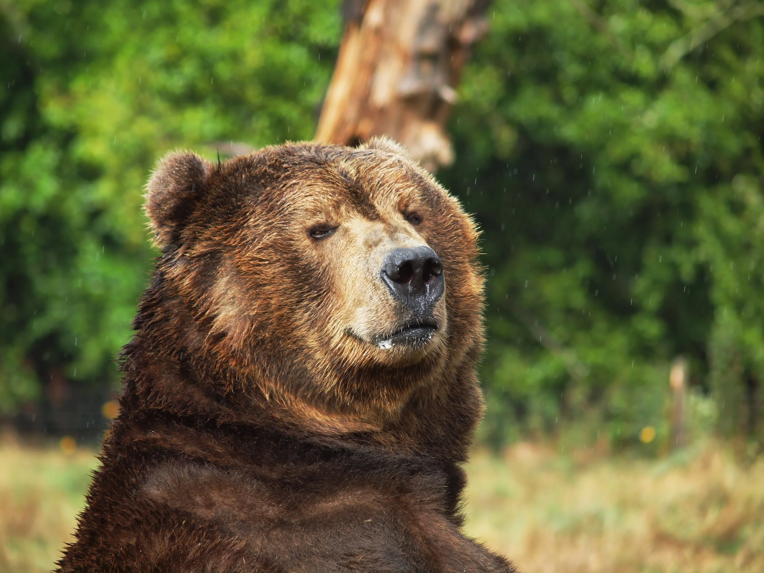 Close-up of a brown bear with wet fur and closed eyes in a forested area during rain.