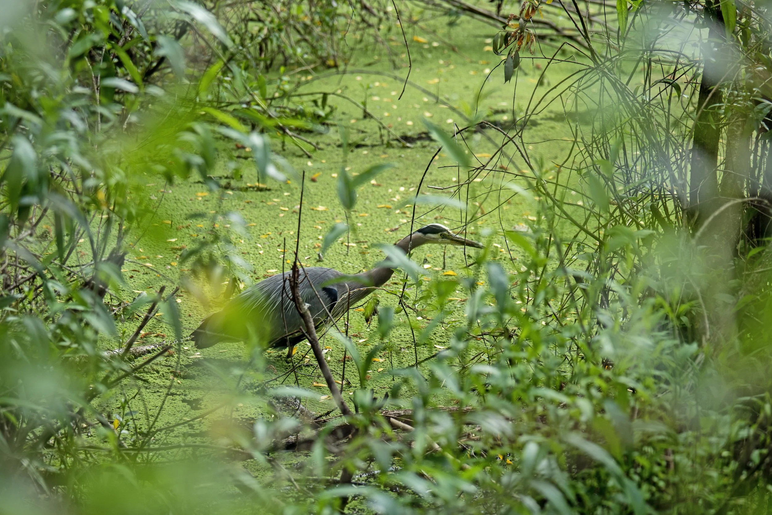 A heron standing in a green, algae-covered wetland surrounded by dense foliage and branches.