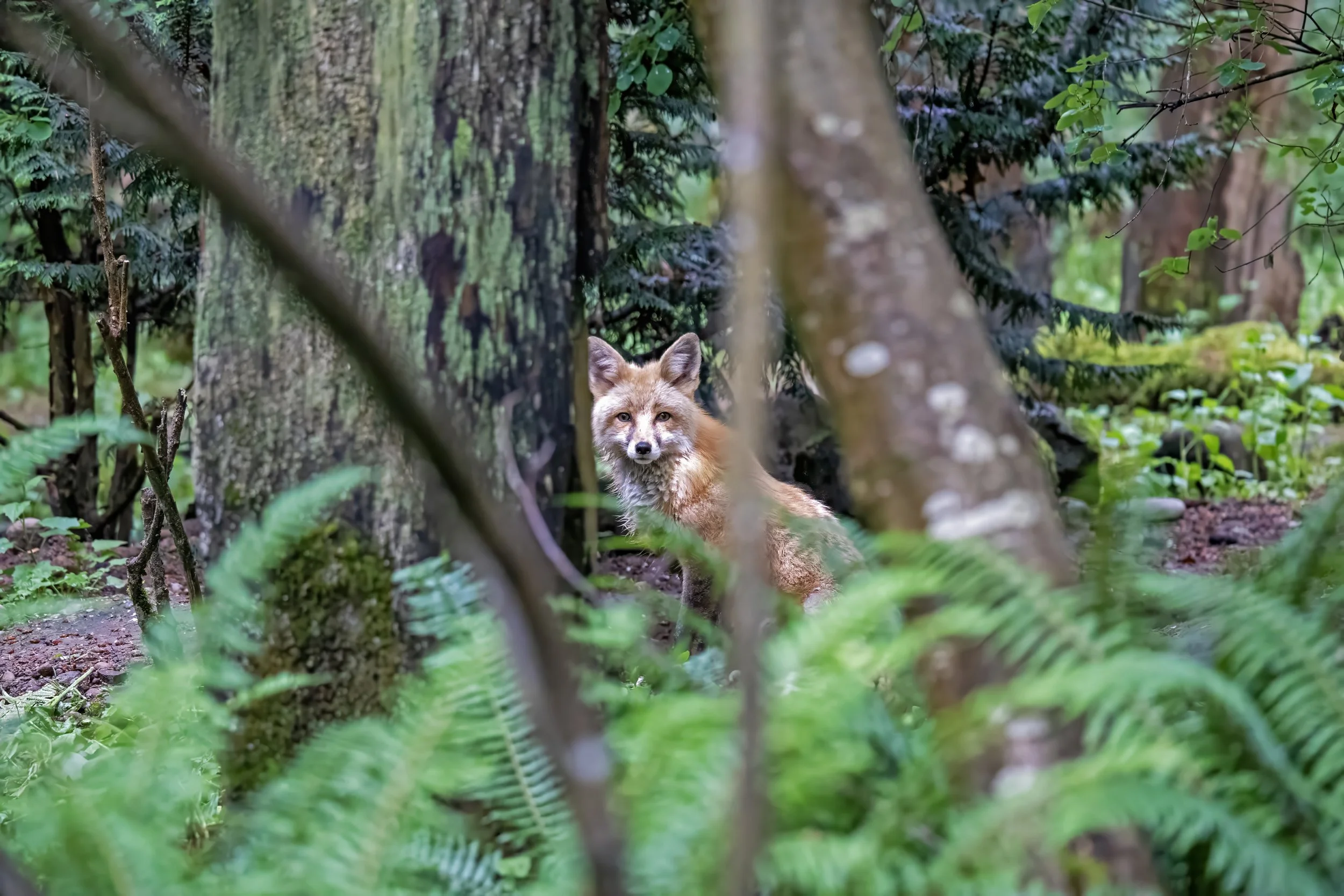 A fox in a forest setting with trees and green foliage, partially obscured by branches and plants.