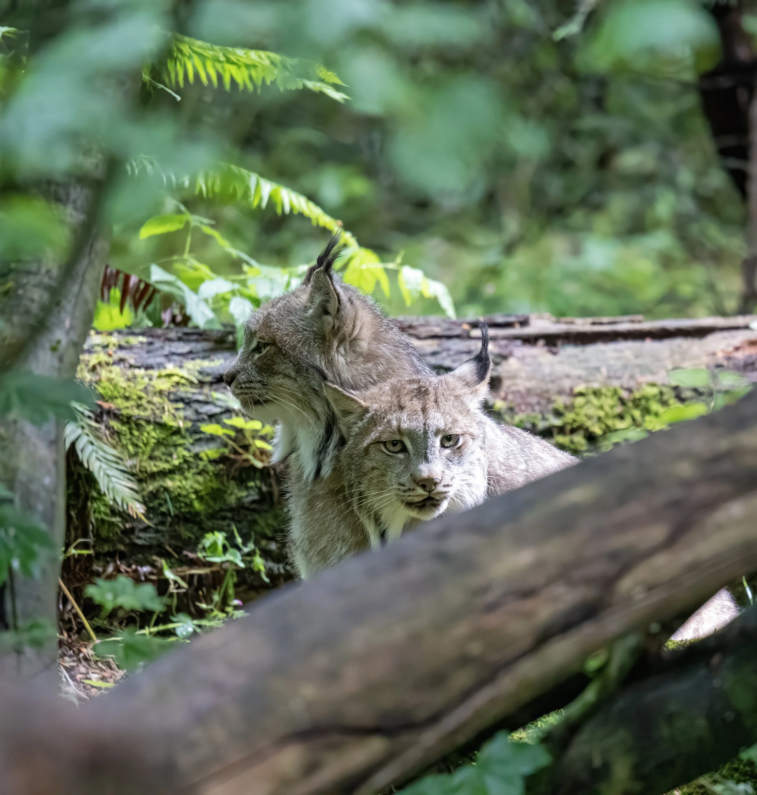 A wild lynx lying on the ground in a dense green forest, partially obscured by leaves and branches.