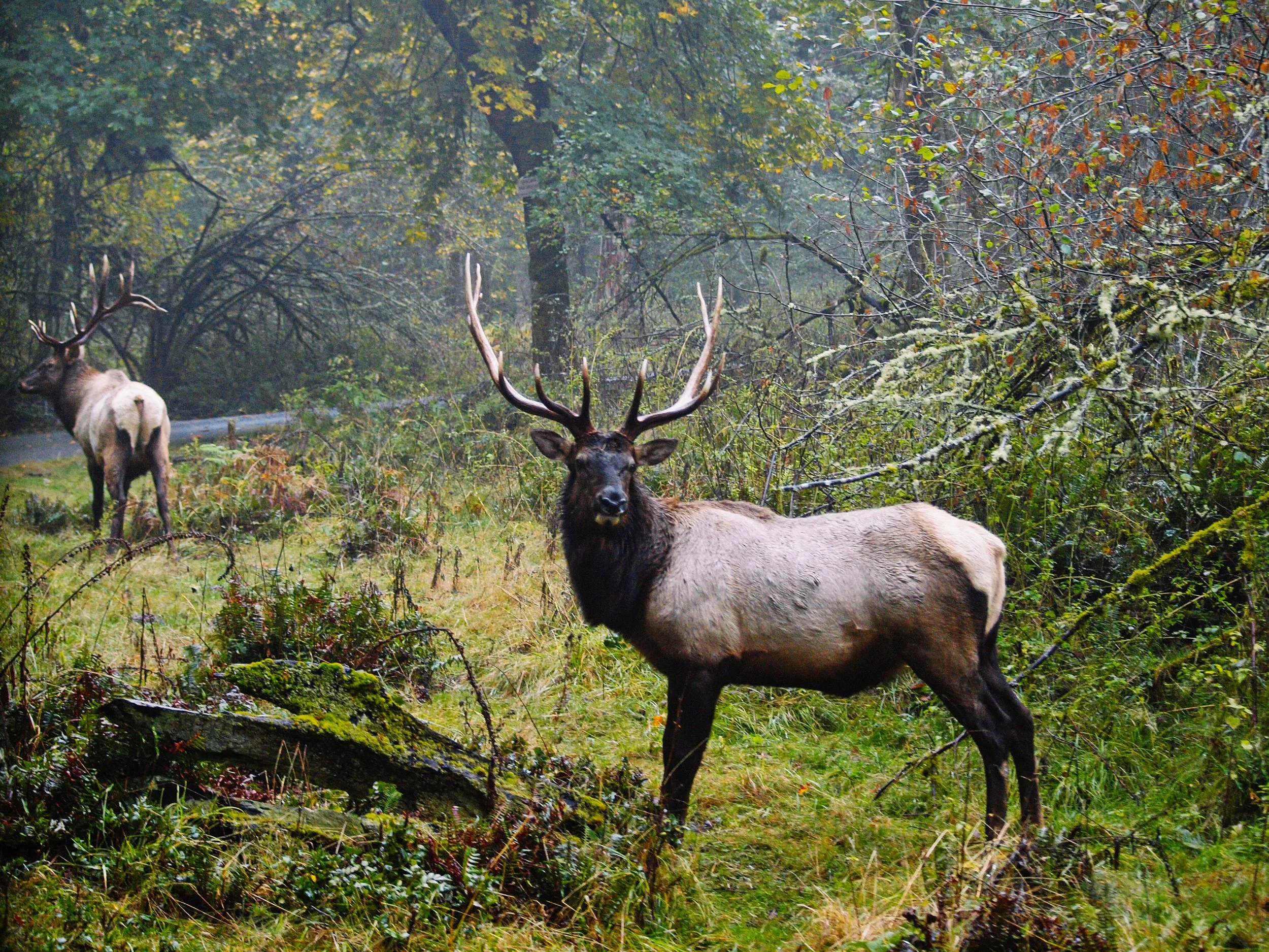 Two elk with antlers resting in a lush forest with green foliage and moss-covered ground.
