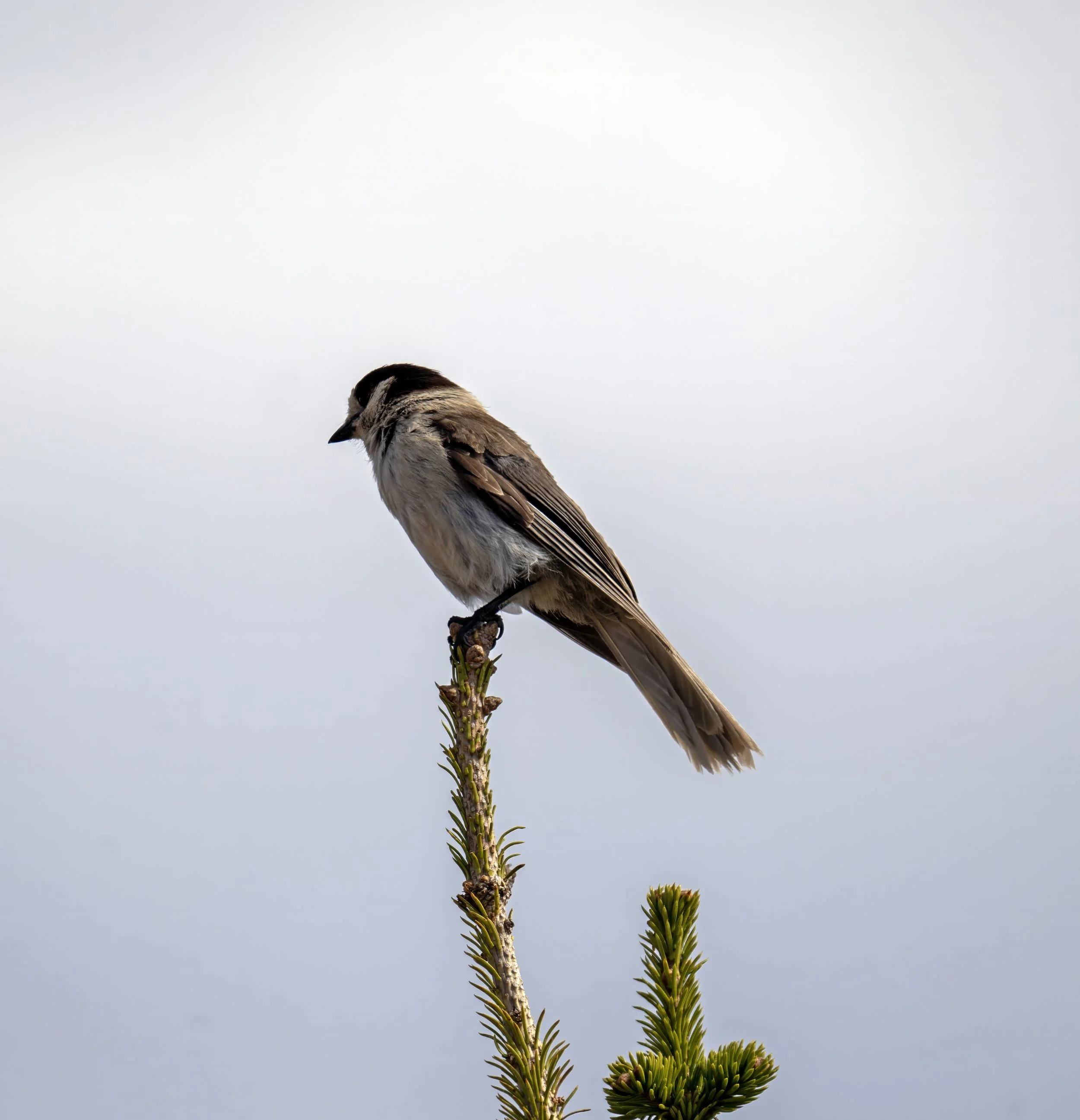 A small bird perched on top of a branch of a pine tree, with a gray overcast sky in the background.