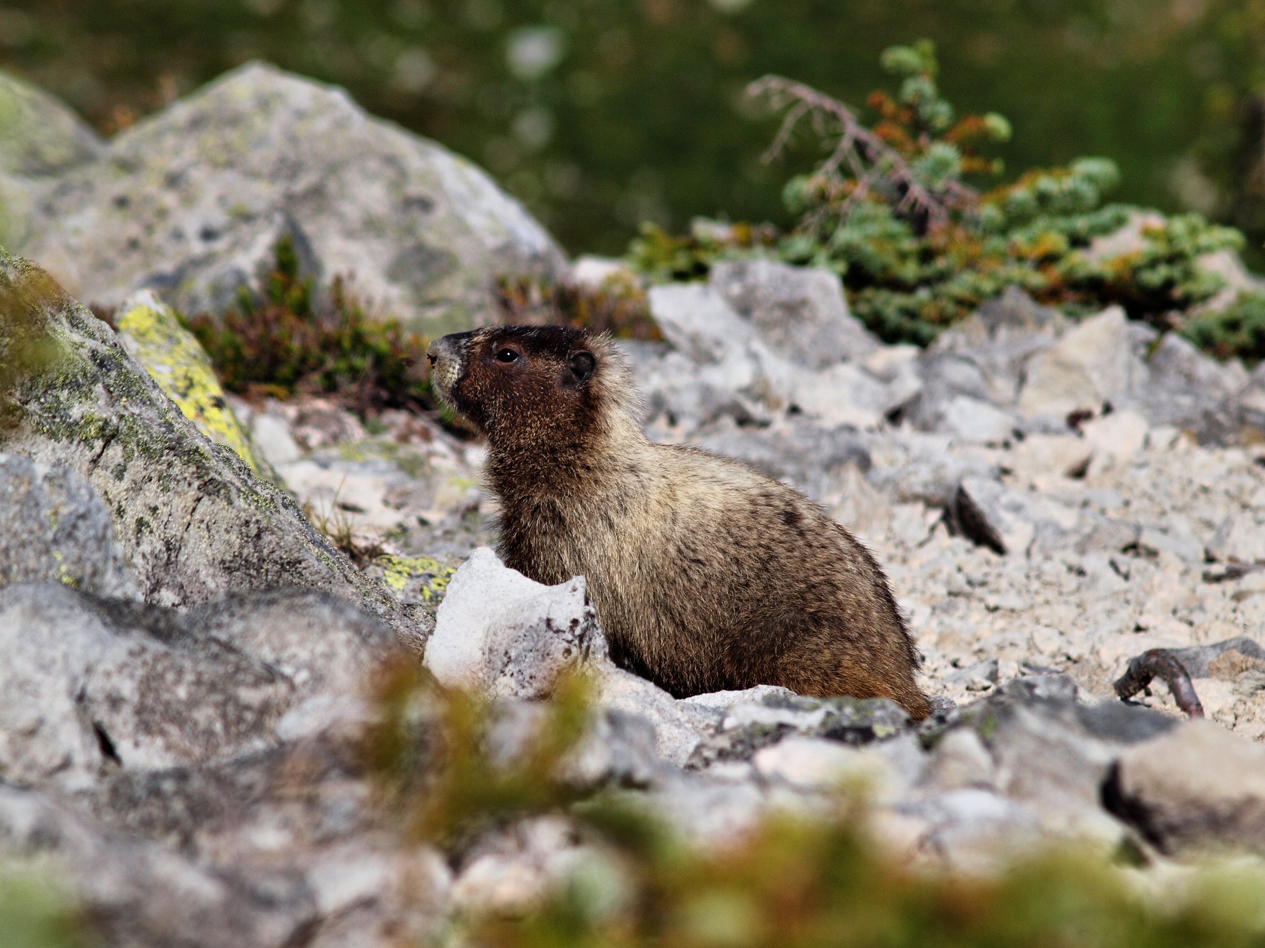 A small brown animal, likely a marmot or similar rodent, standing on rocky terrain among some green vegetation.