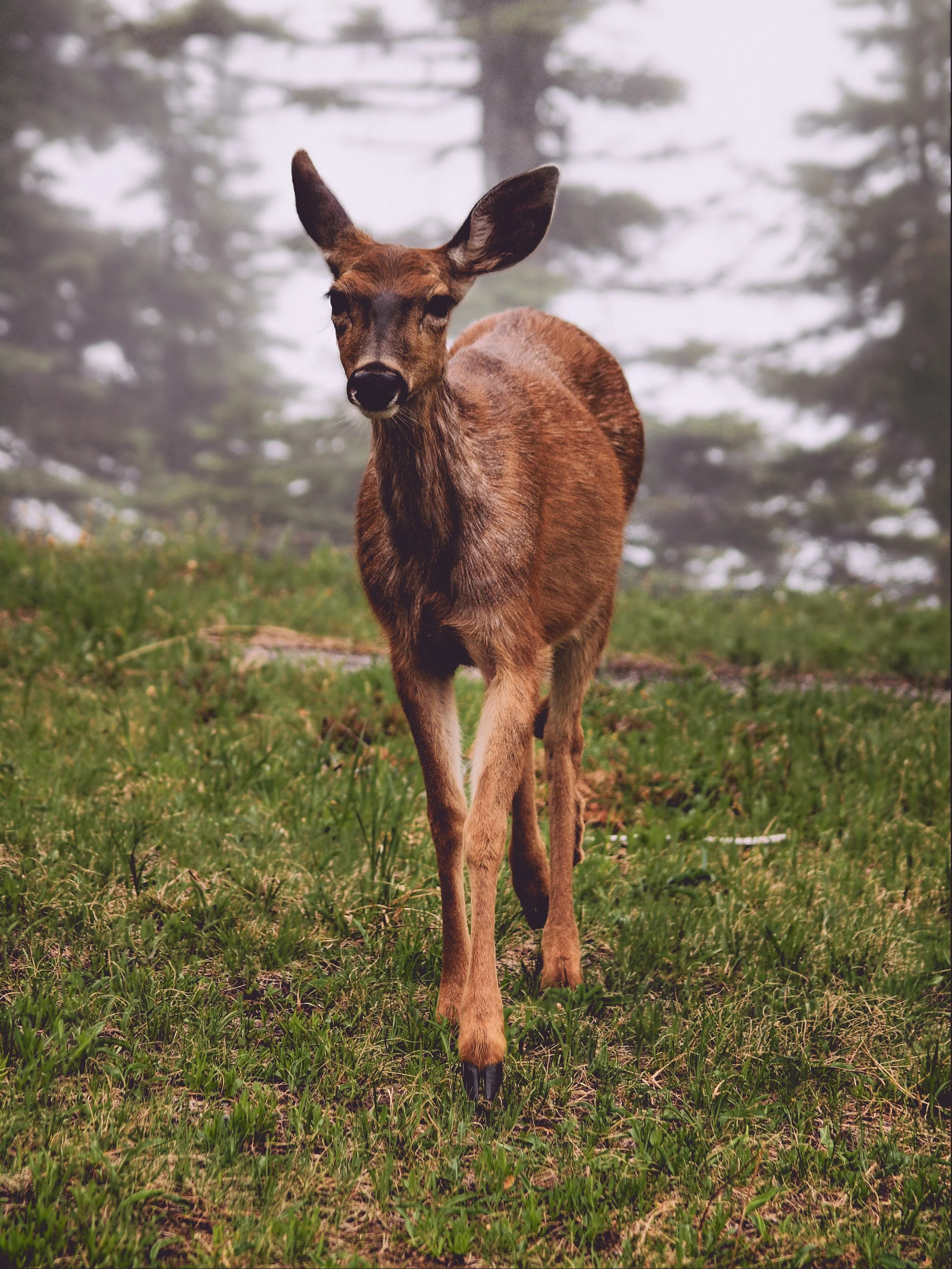A young deer with brown fur, large ears, and dark eyes standing on green grass in a forested area with fog and tall trees in the background.