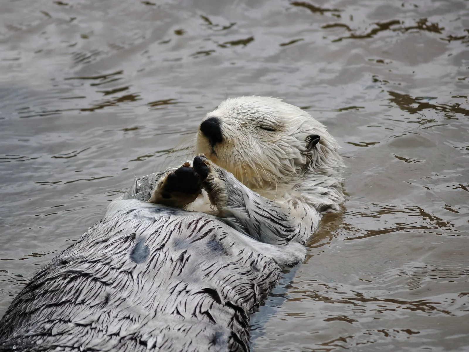 Two otters swimming in water, one appears to be grooming the other.