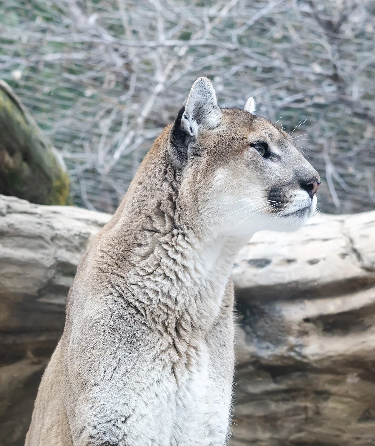 Side profile of a cougar or mountain lion with a neutral background of branches and rocks.
