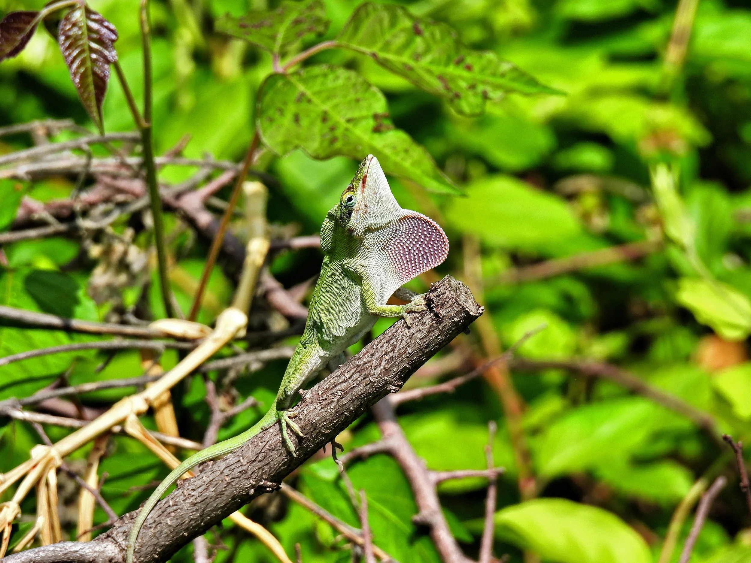A chameleon with green and red markings on a tree branch surrounded by green leaves and twigs.