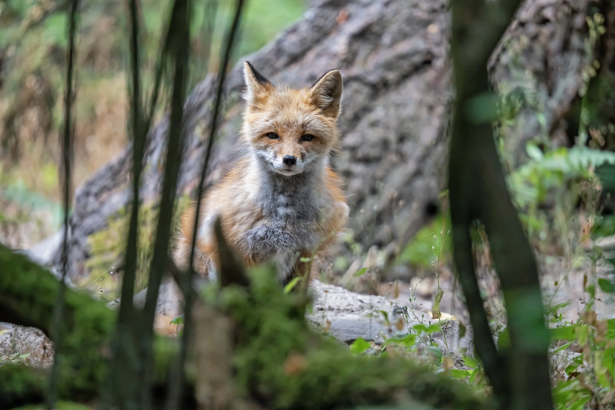 A fox standing in a forest surrounded by trees and greenery.