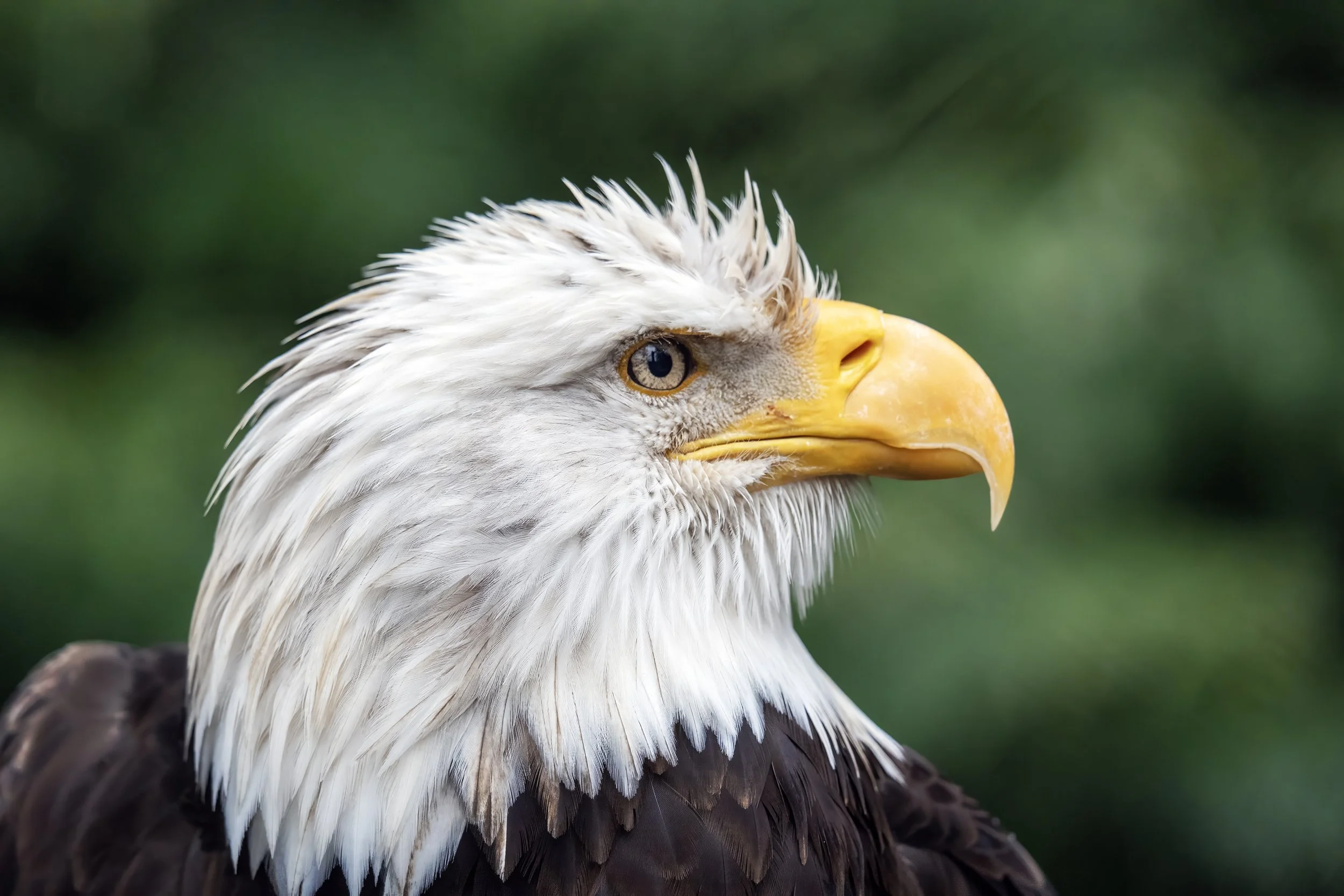 Close-up of a bald eagle's head with white feathers and yellow beak, against a blurred green background.